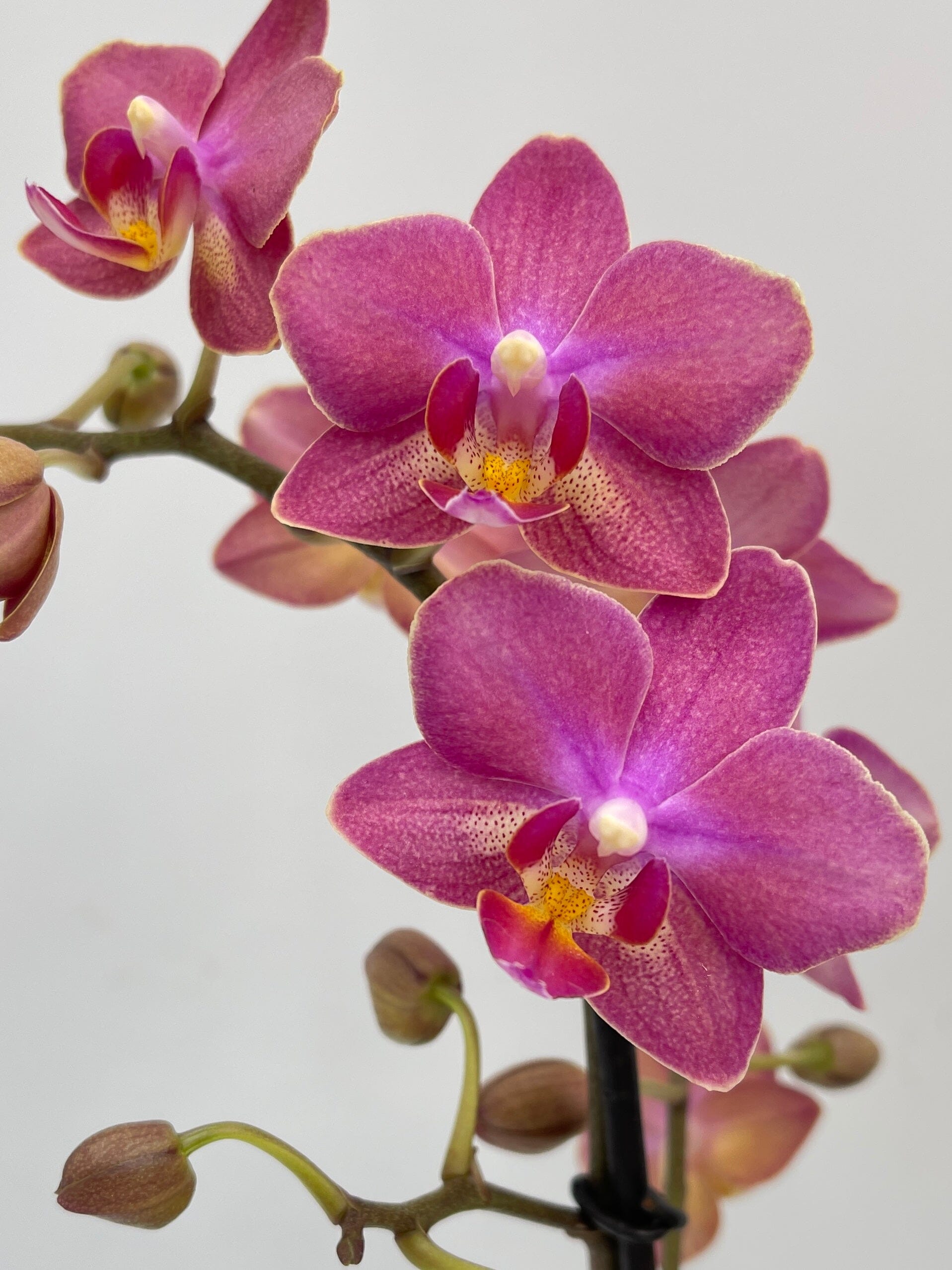 Aromio Scented Phalaenopsis Orchid, Perfíum Scention