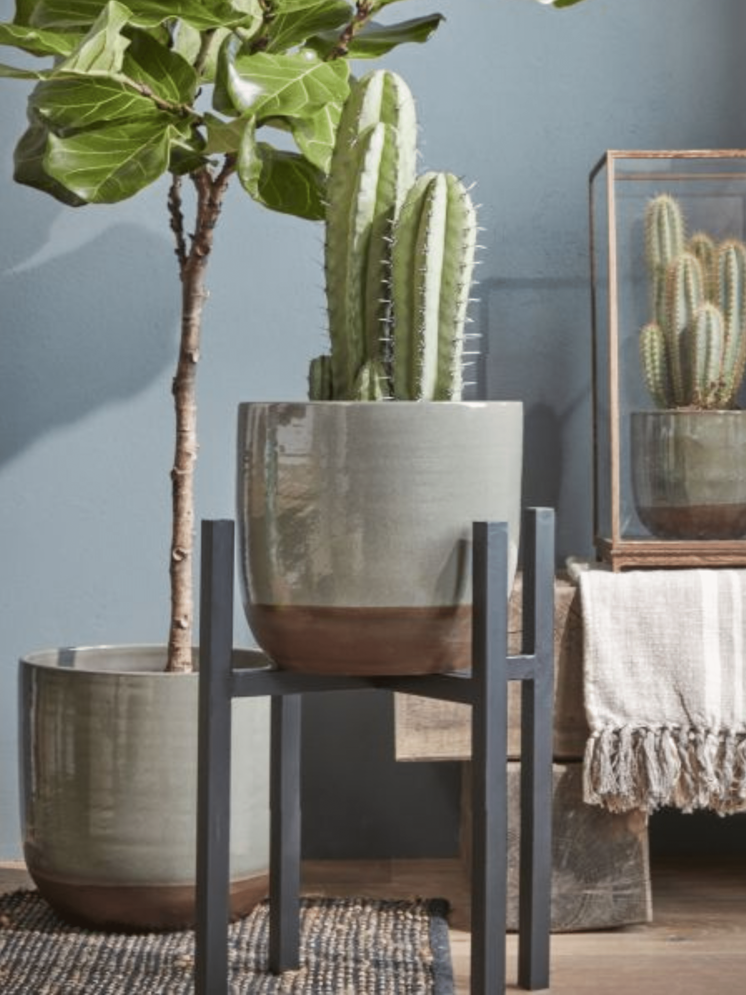 Ascot Metal Plant Stand, Black, Multiple Sizes - Rebel Plants