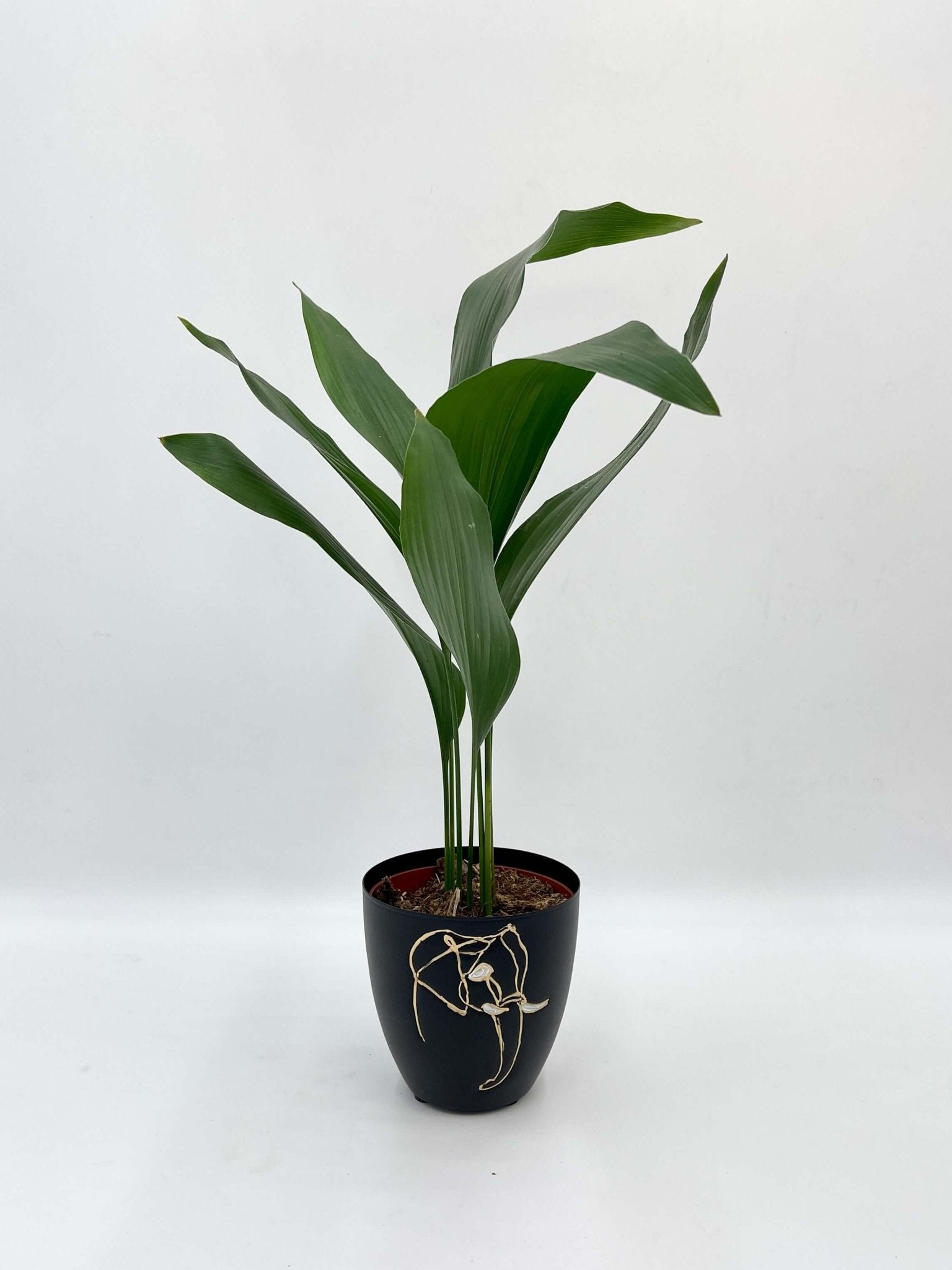 Aspidistra Elatior - Cast Iron Plant in Black Metal Pot
