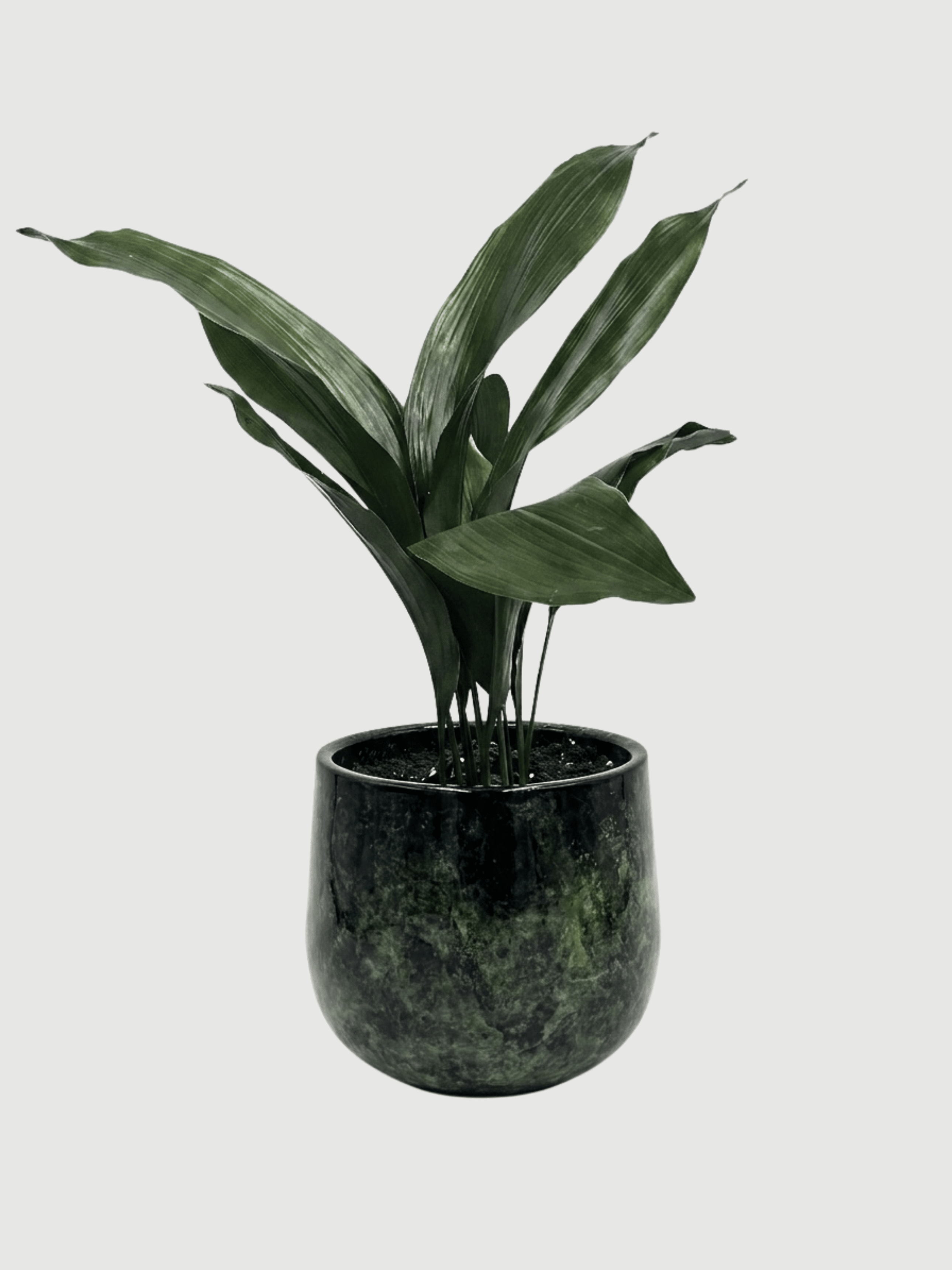 Aspidistra Elatior, Cast Iron Plant in Green Metal Pot, Plant & Pot Bundle - Rebel Plants