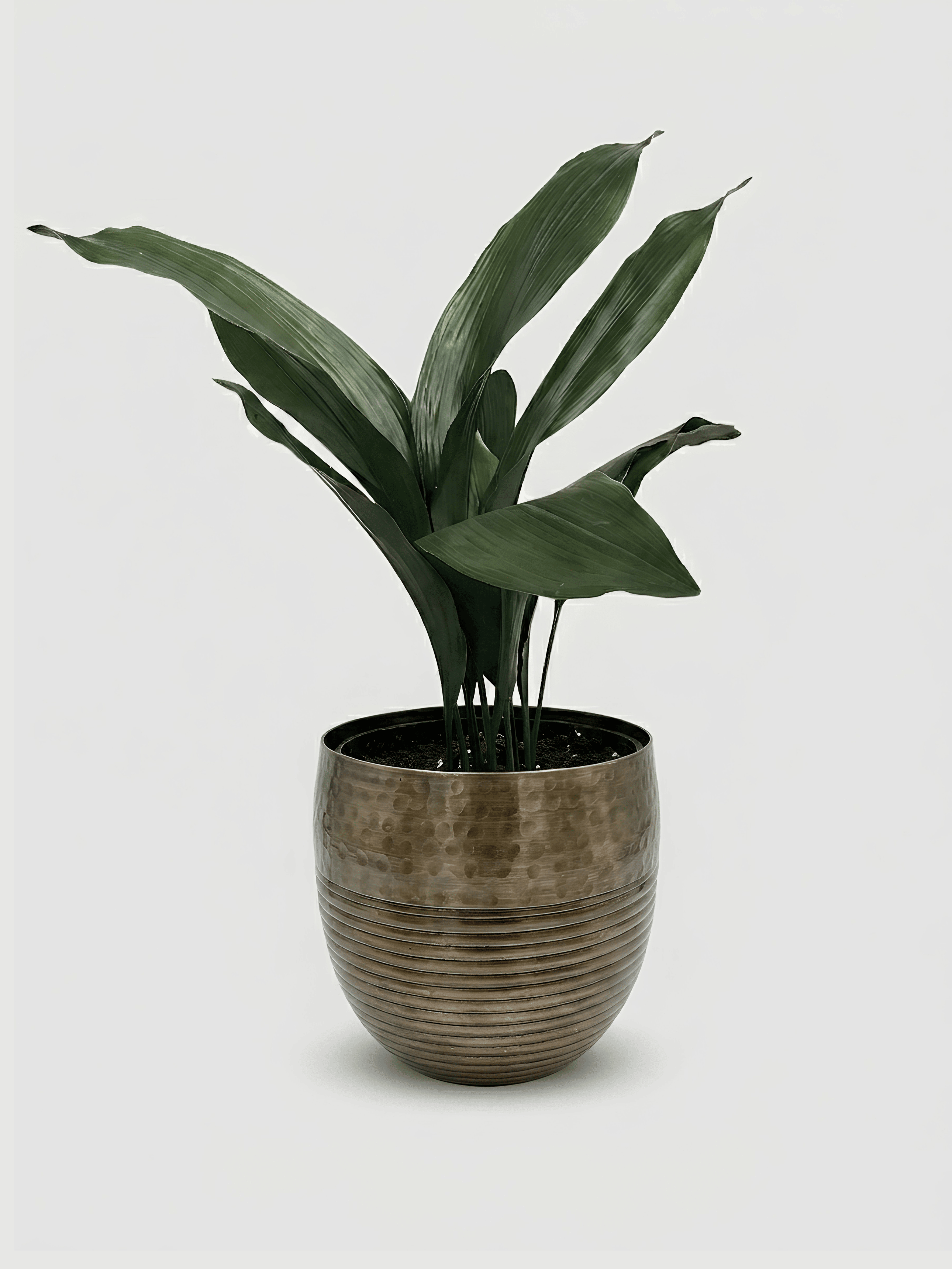 Aspidistra Elatior, Cast Iron Plant in Metal Pot, Plant & Bundle, Ready to Display - Rebel Plants