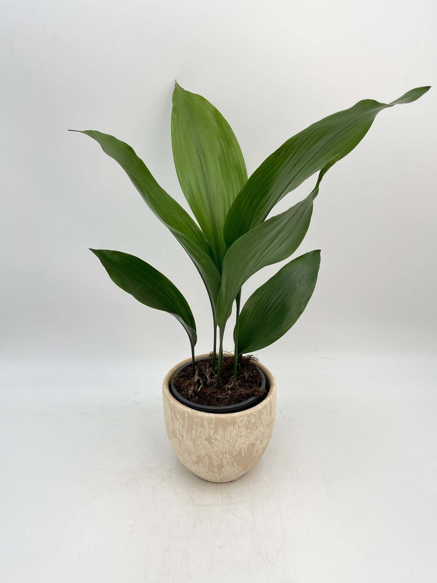Aspidistra Elatior | Cast Iron Plant - Pet Safe Indoor Plant