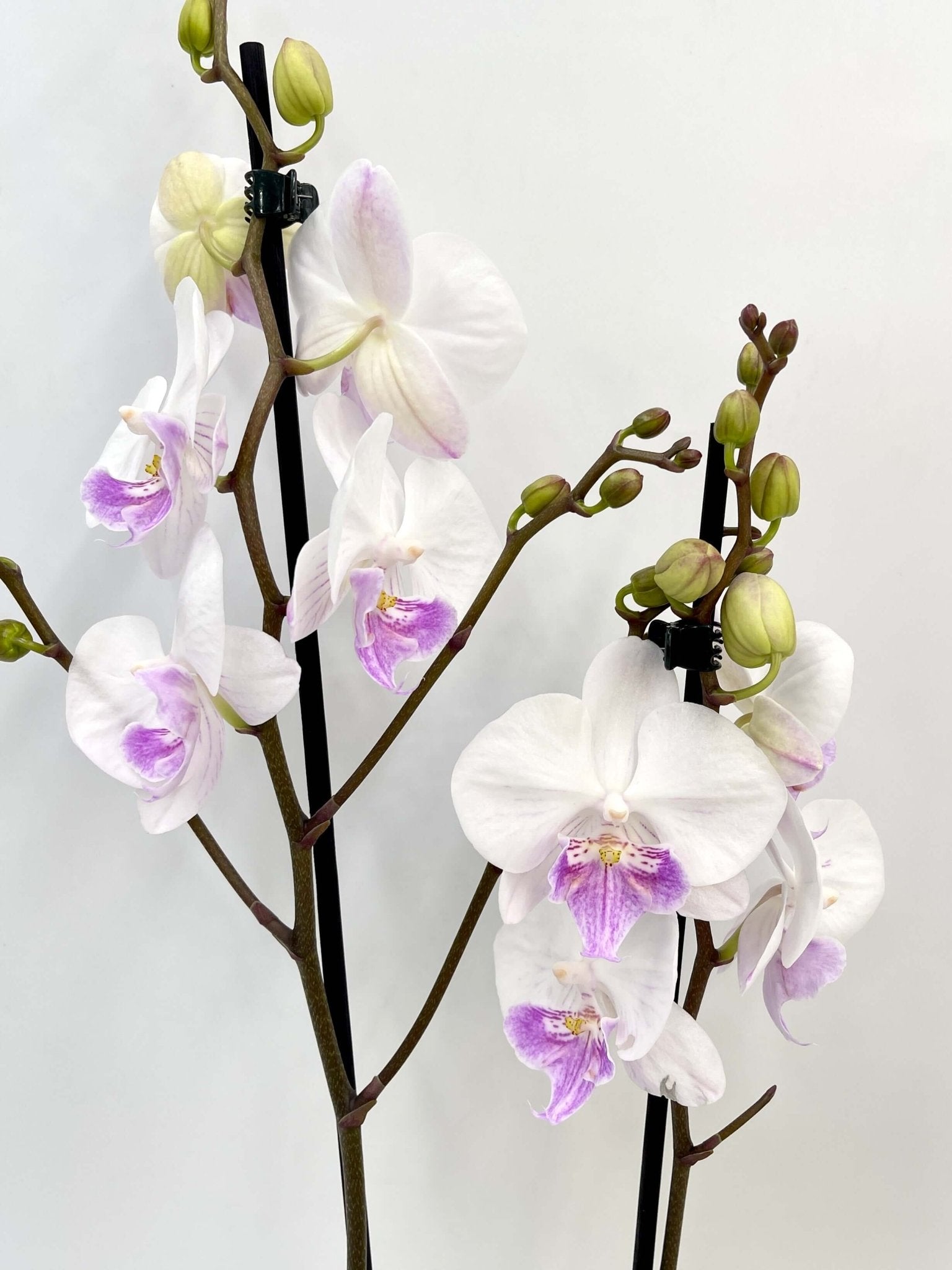 Big Lip Orchid - Phalaenopsis Mia - White & Purple Orchid - 60cm
