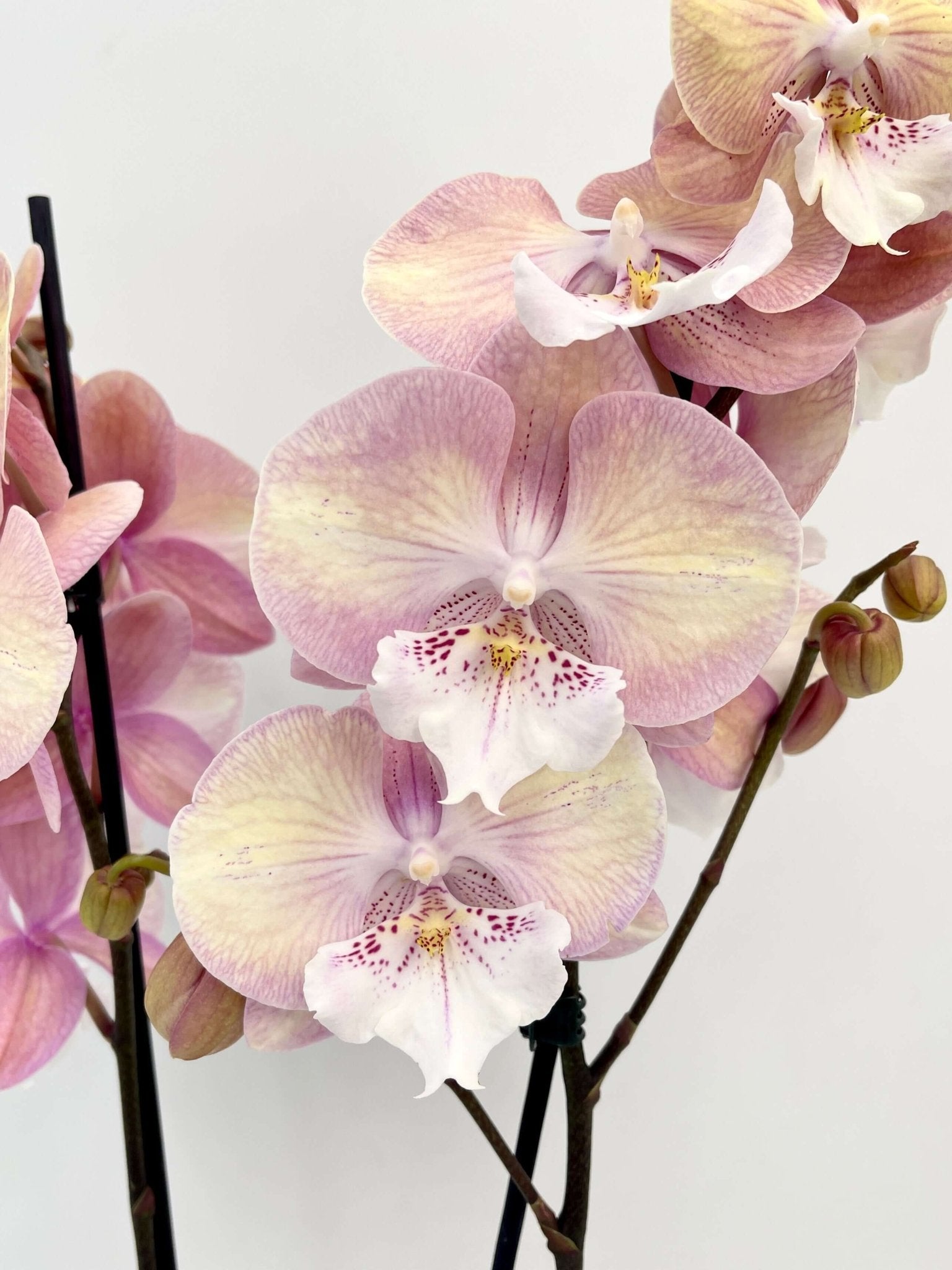  Big Lip Orchid - Phalaenopsis Tina - Pink Orange Orchid, 50cm