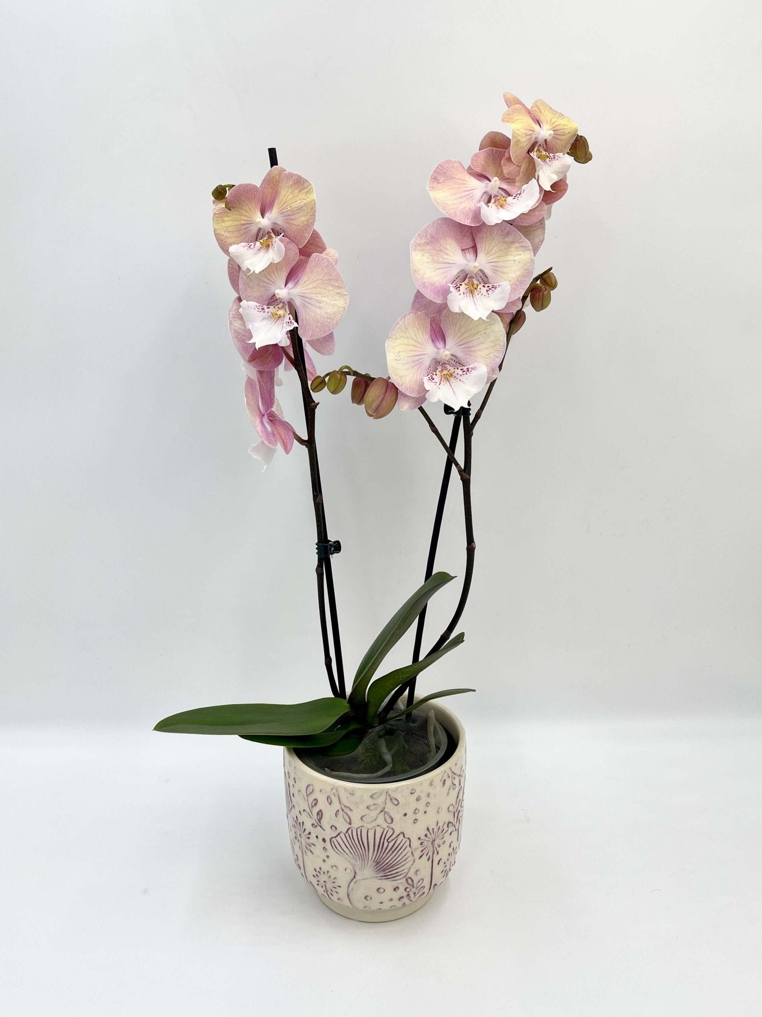  Big Lip Orchid - Phalaenopsis Tina - Pink Orange Orchid, 50cm