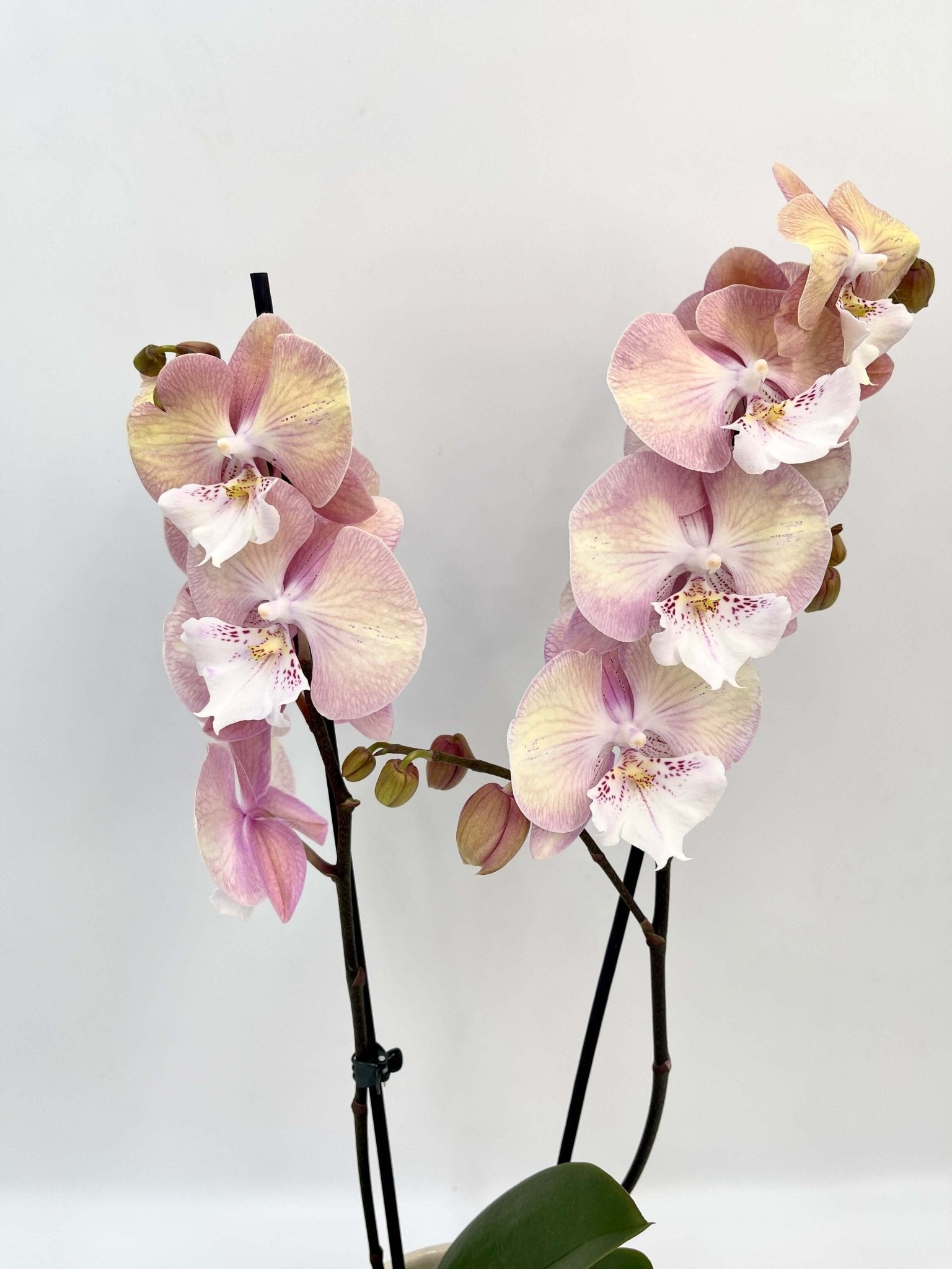  Big Lip Orchid - Phalaenopsis Tina - Pink Orange Orchid, 50cm