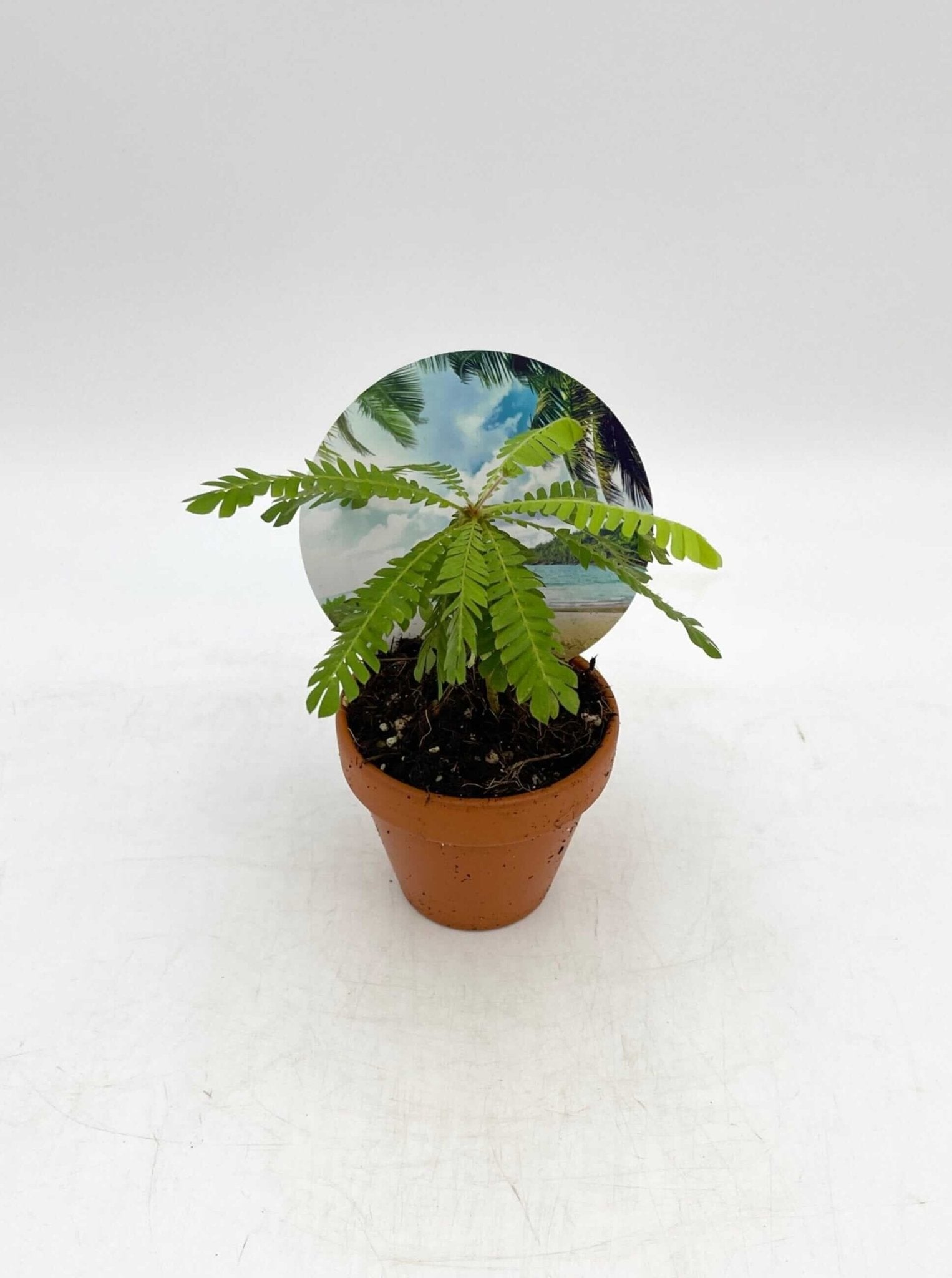 Biophytum sensitivum | Little Tree Plant - in Terracotta Pot