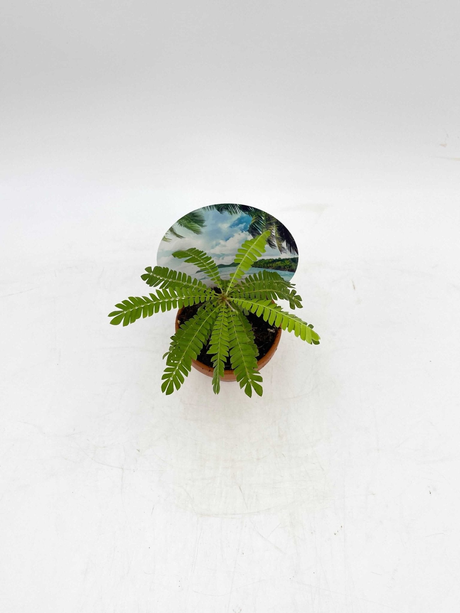 Biophytum sensitivum | Little Tree Plant - in Terracotta Pot