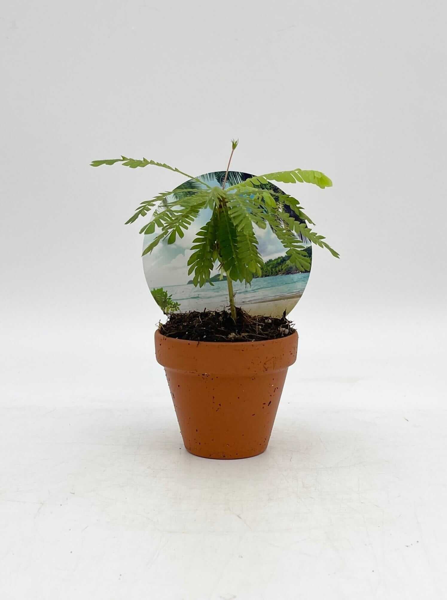 Biophytum sensitivum | Little Tree Plant - in Terracotta Pot