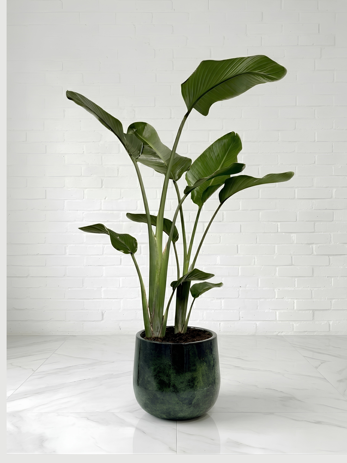 Bird of Paradise in Metal Plant Pot - Strelitzia Nicolai, Plant & Pot Bundle