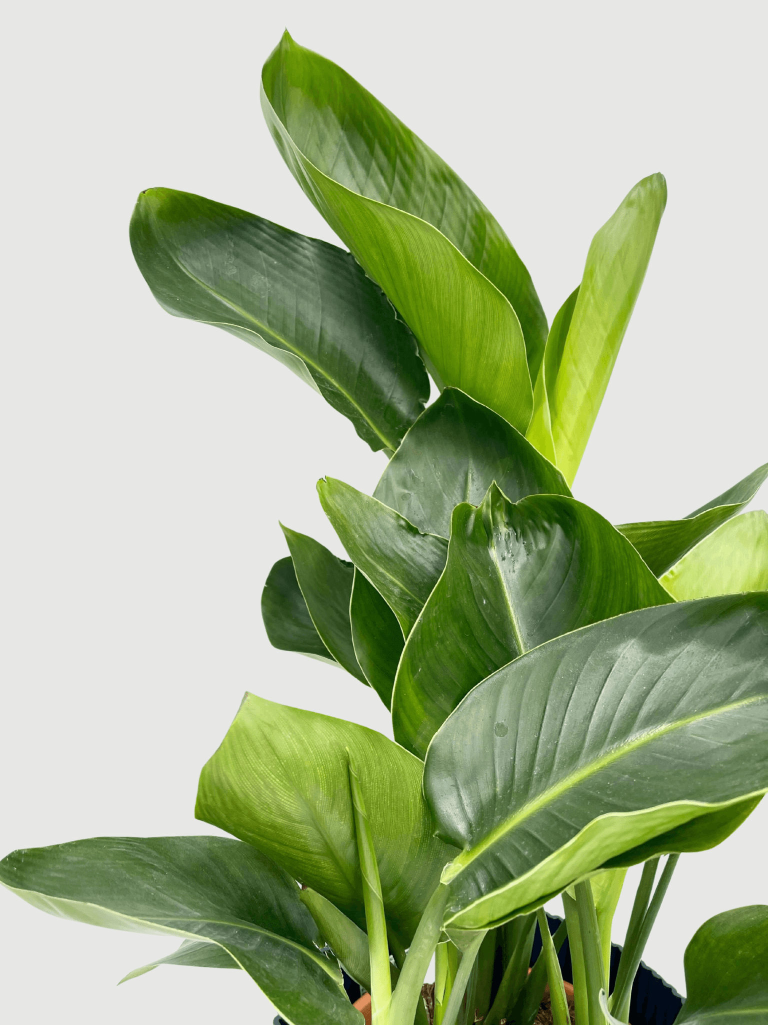 Bird of Paradise Plant Gift, Strelitzia Nicolai in Deep Blue Pot - Rebel Plants