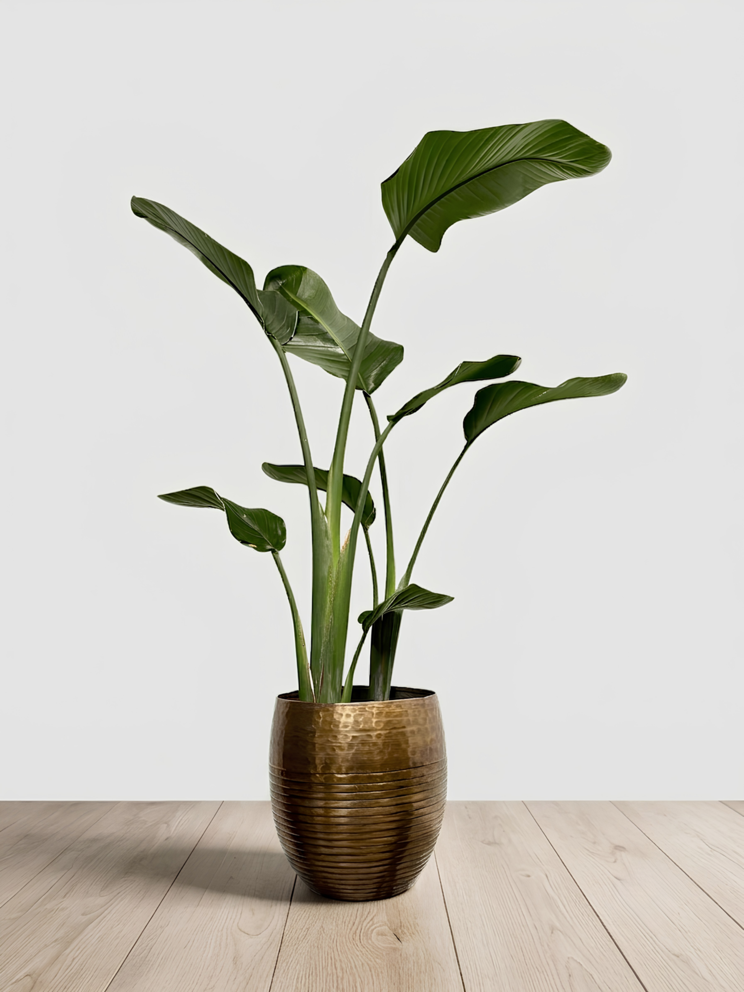 Bird of Paradise in Metal Plant Pot - Strelitzia Nicolai, Plant & Pot Bundle
