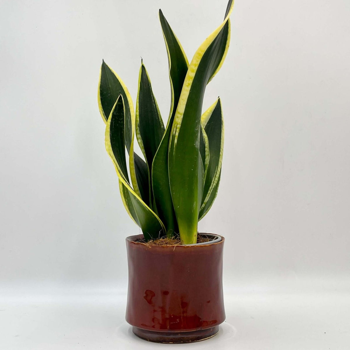 Black Gold Snake Plant