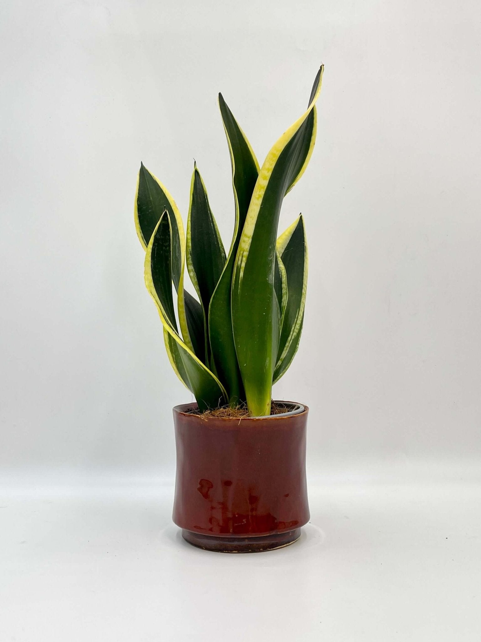 Sansevieria Black Gold, Snake Plant, Shop Online House Plant, Air purifying plant