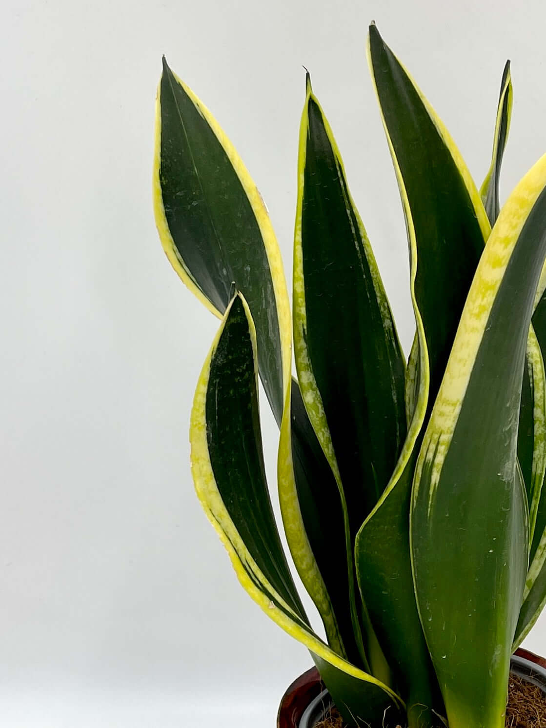 Sansevieria Black Gold, Snake Plant, Shop Online House Plant, Air purifying plant