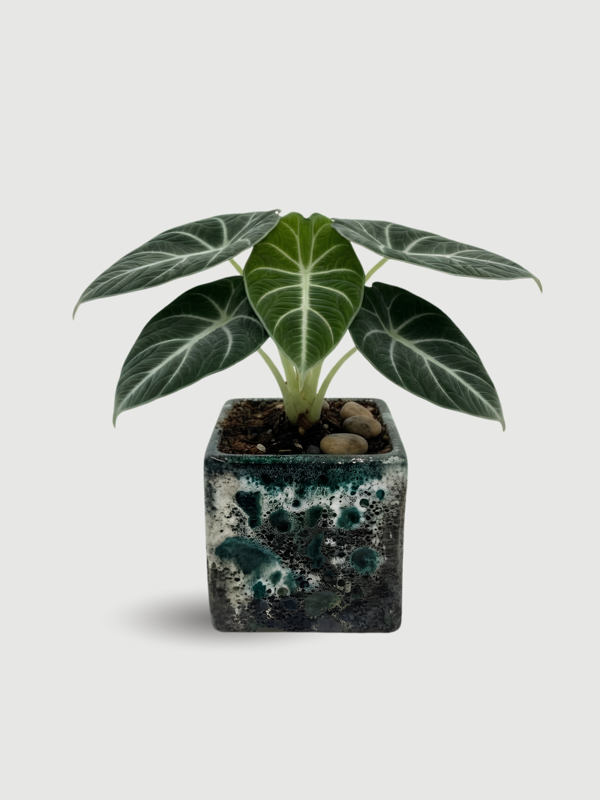 Alocasia Black Velvet, Alocasia Reginula, Rare Houseplant in Multiple Sizes