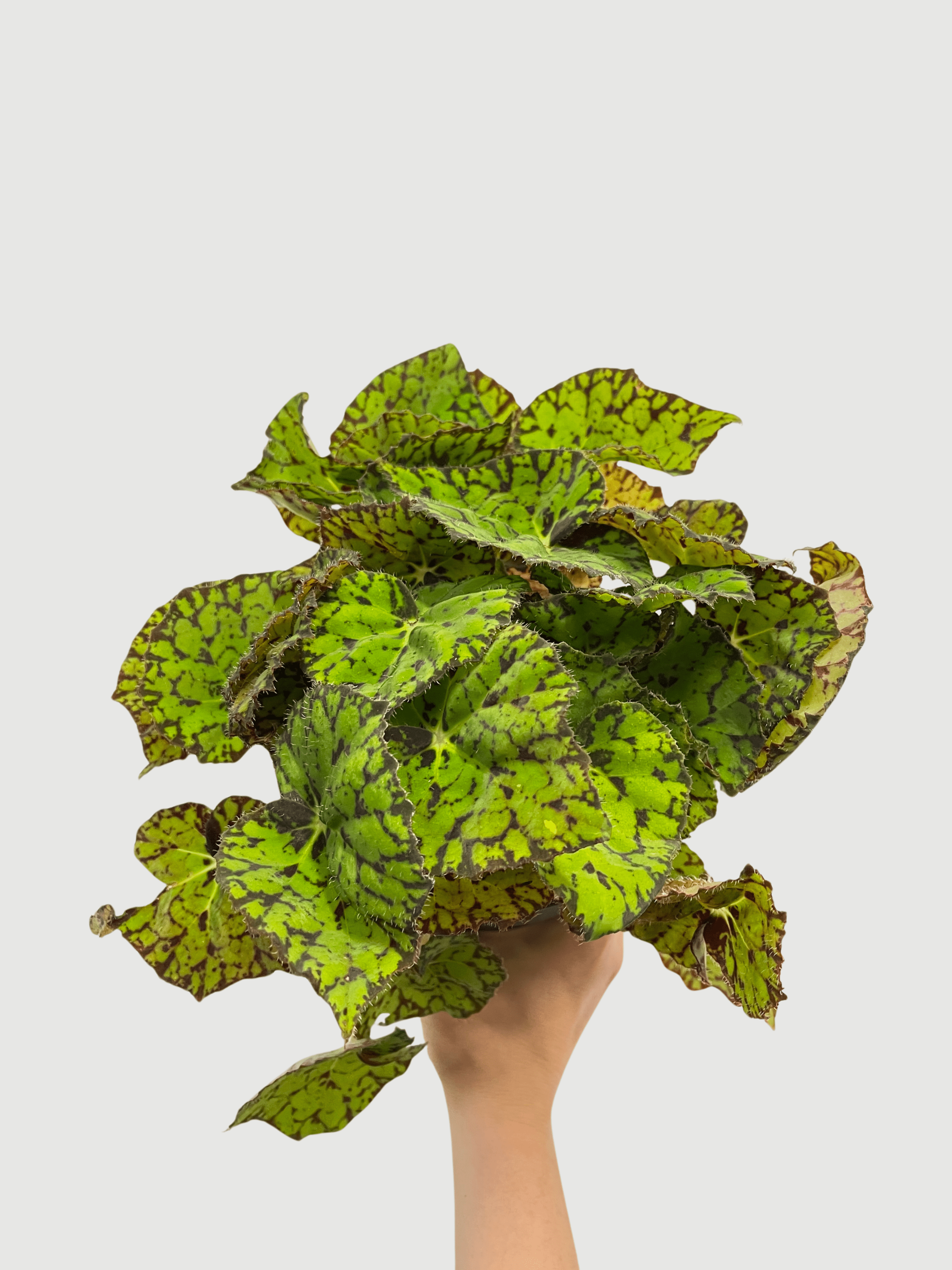 Bladbegonia (Rex Begonia) | Colourful Foliage Houseplant, 13cm Pot - Rebel Plants