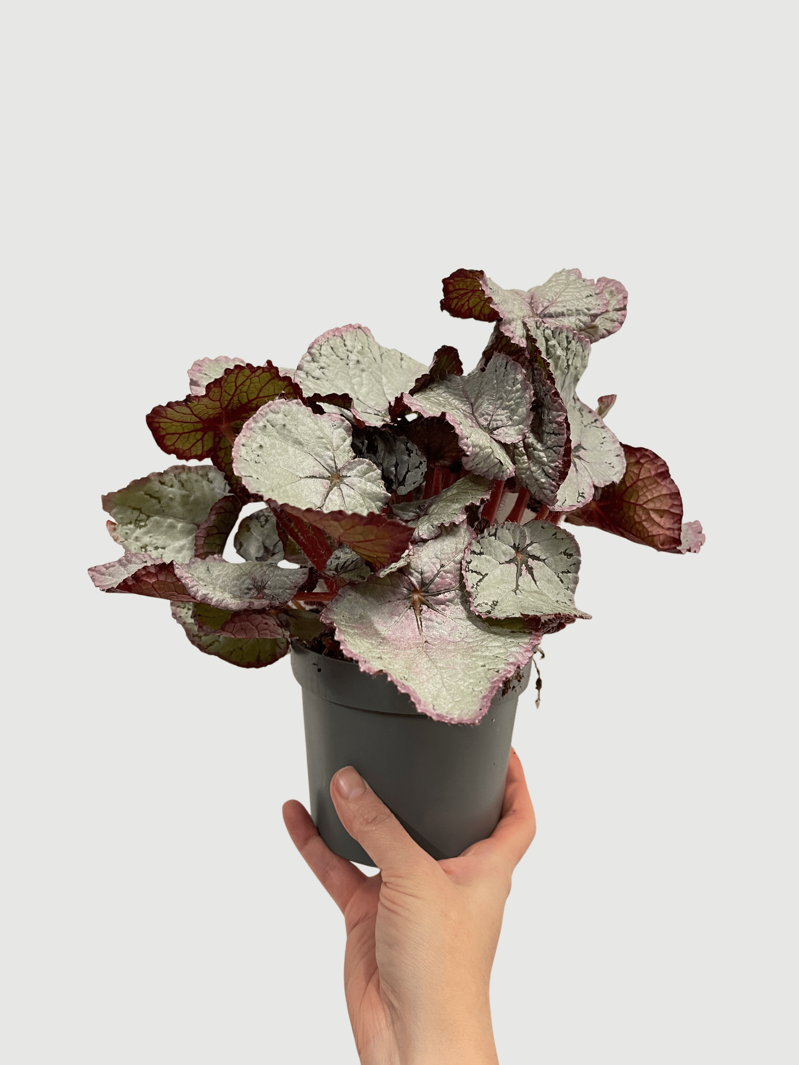 Bladbegonia (Rex Begonia) | Colourful Foliage Houseplant, 13cm Pot - Rebel Plants