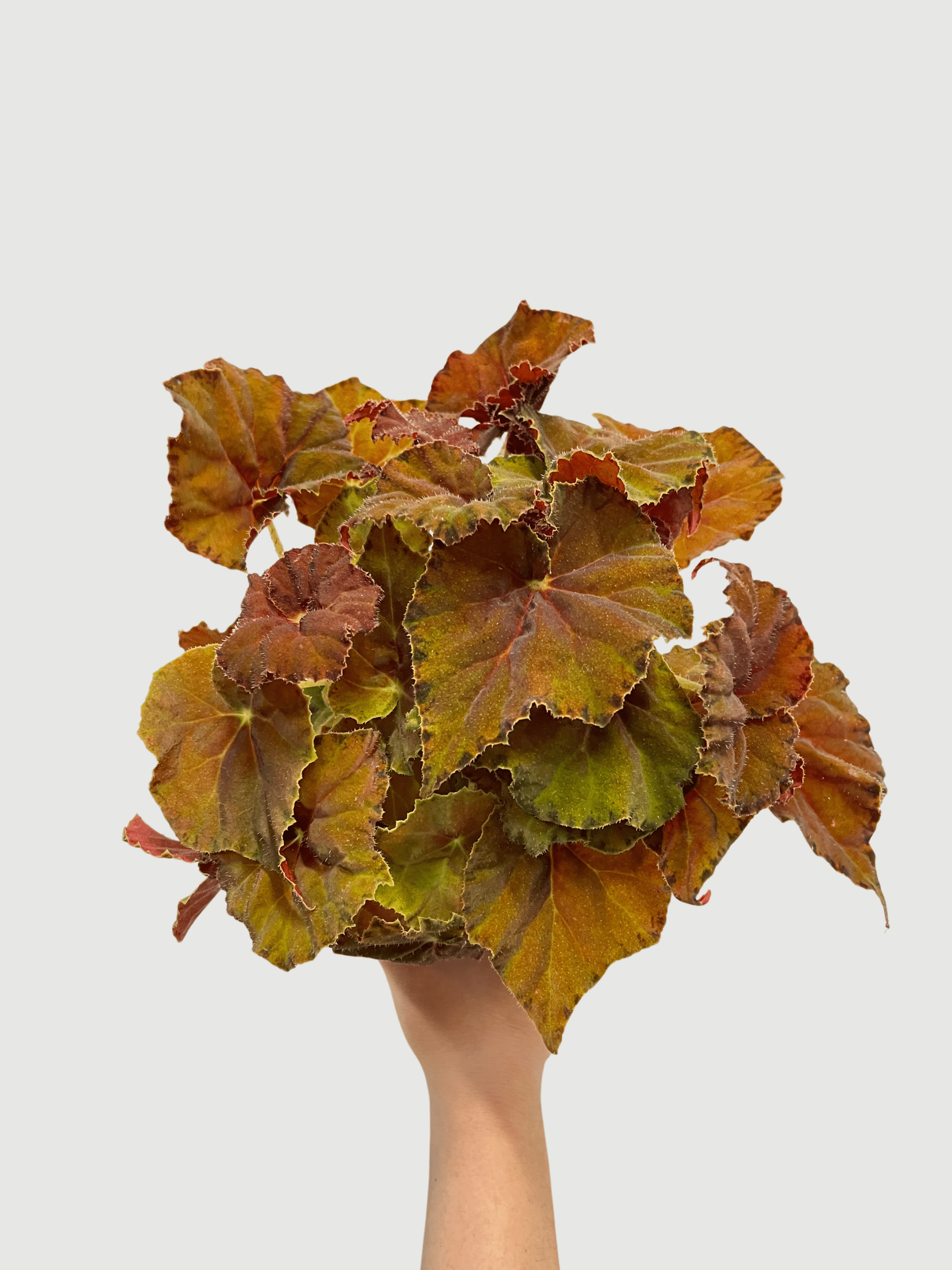 Bladbegonia (Rex Begonia) | Colourful Foliage Houseplant, 13cm Pot - Rebel Plants