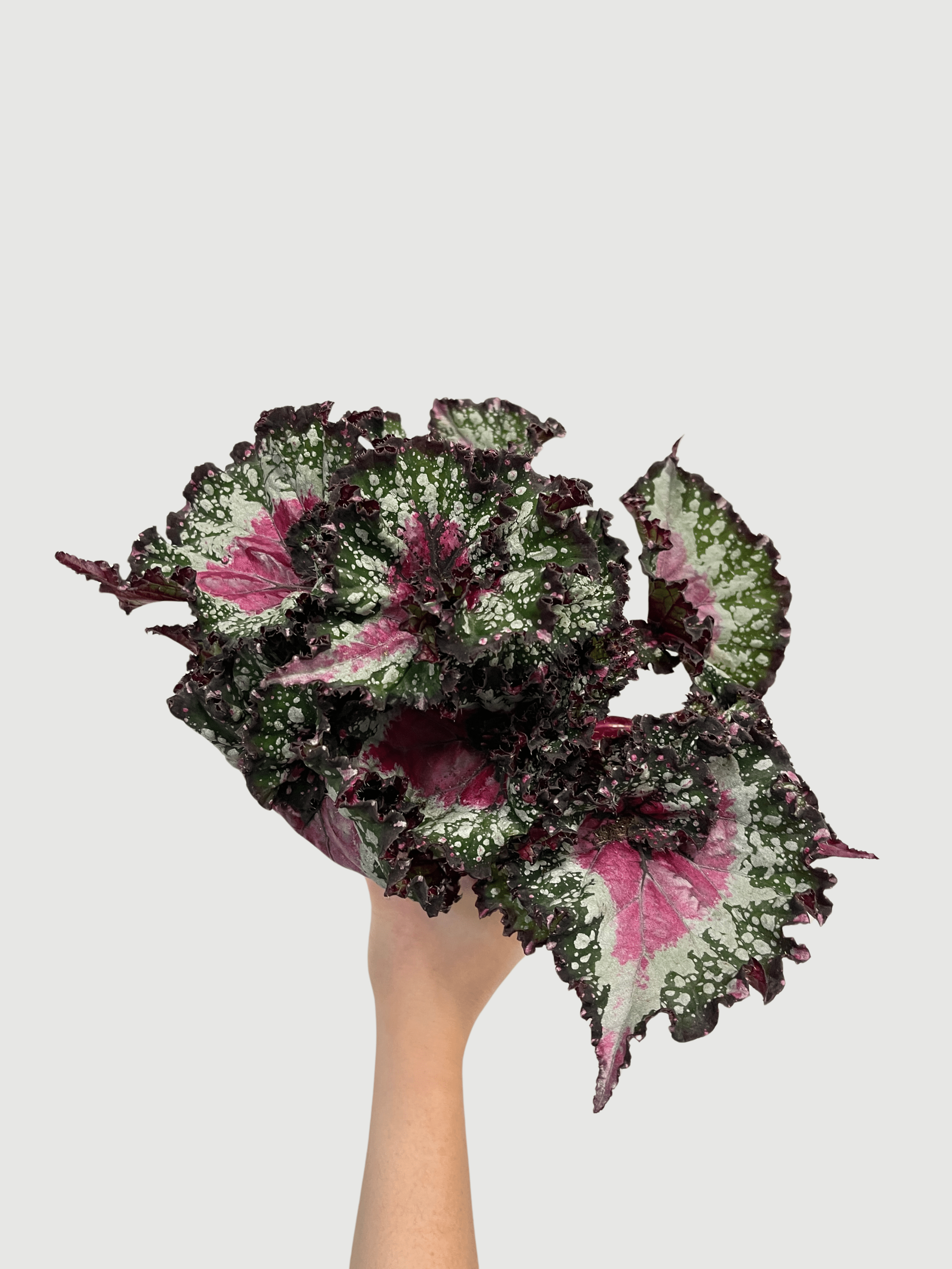 Bladbegonia (Rex Begonia) | Colourful Foliage Houseplant, 13cm Pot - Rebel Plants
