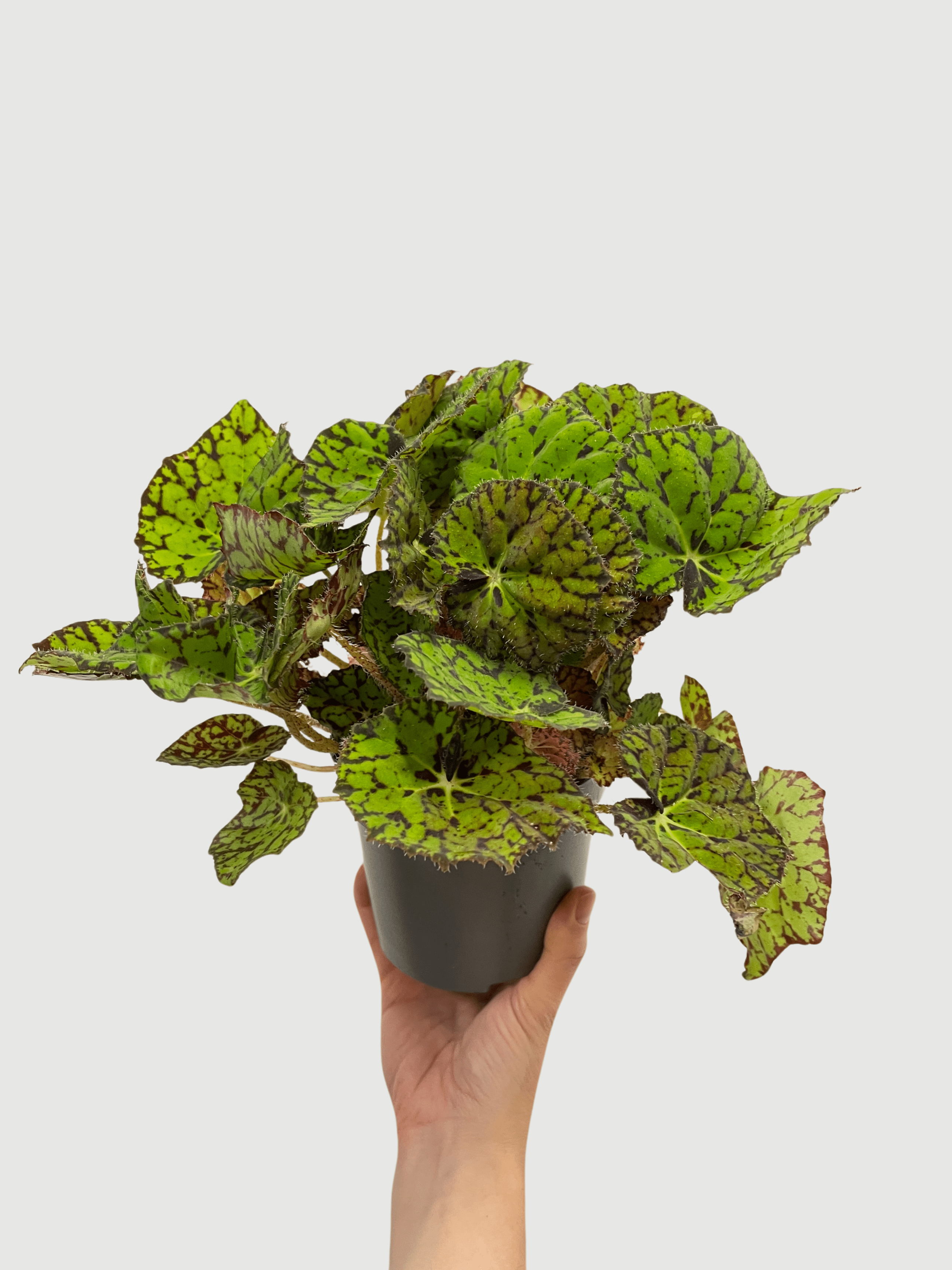 Bladbegonia (Rex Begonia) | Colourful Foliage Houseplant, 13cm Pot - Rebel Plants