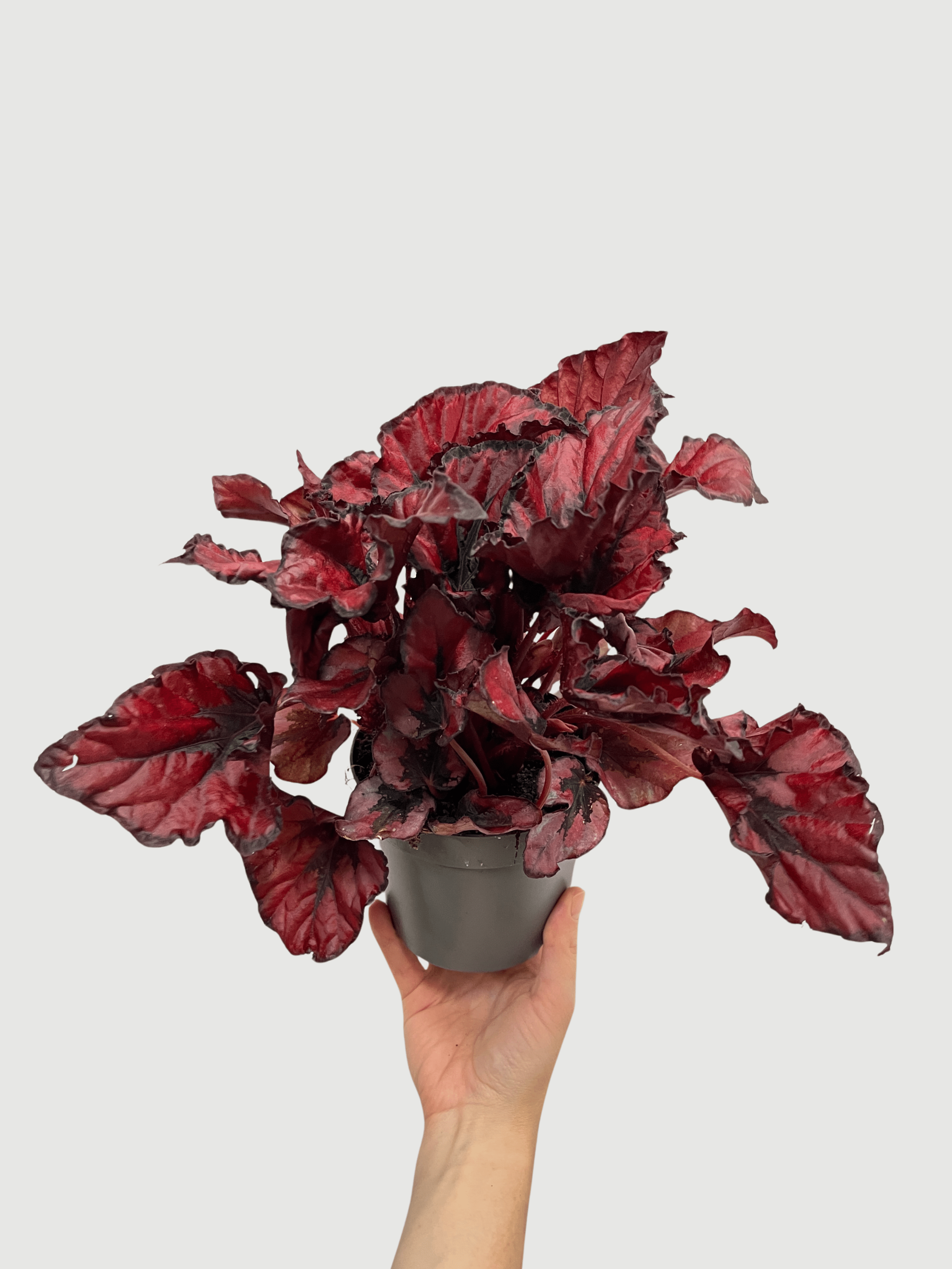 Bladbegonia (Rex Begonia) | Colourful Foliage Houseplant, 13cm Pot - Rebel Plants