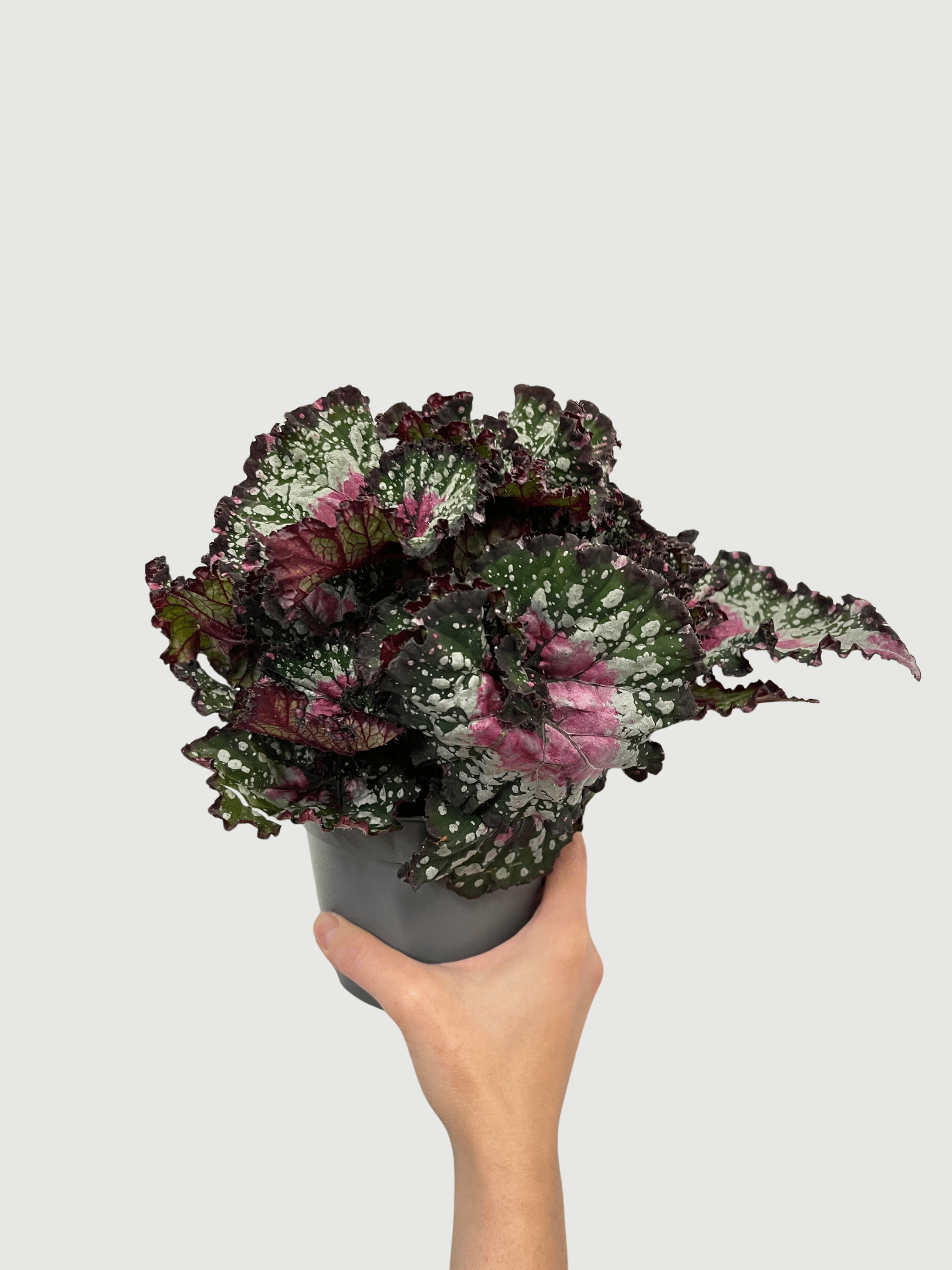 Bladbegonia (Rex Begonia) | Colourful Foliage Houseplant, 13cm Pot - Rebel Plants