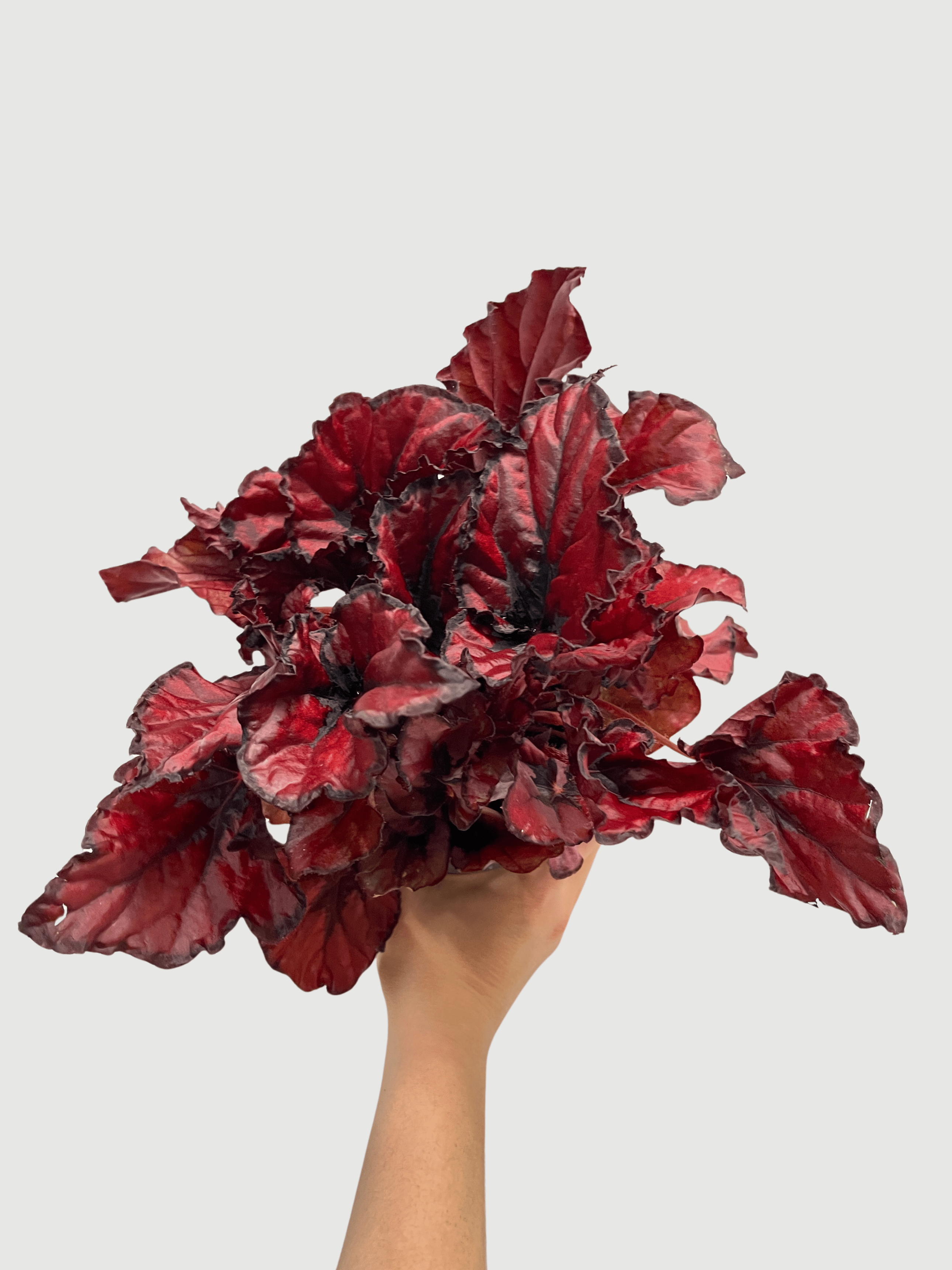 Bladbegonia (Rex Begonia) | Colourful Foliage Houseplant, 13cm Pot - Rebel Plants