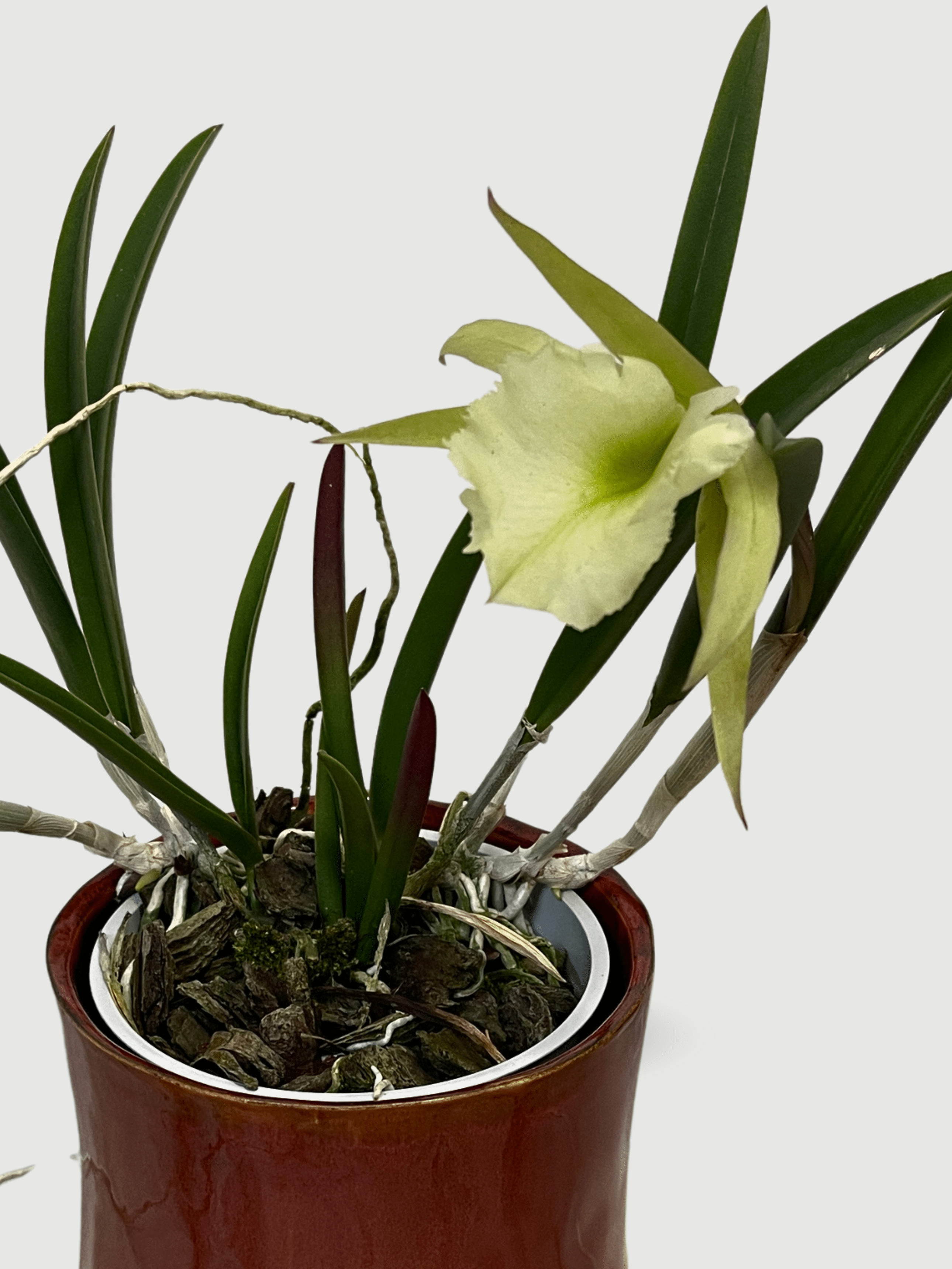 Brassavola 'Lady of the Night' Orchid, Rare Find - Rebel Plants