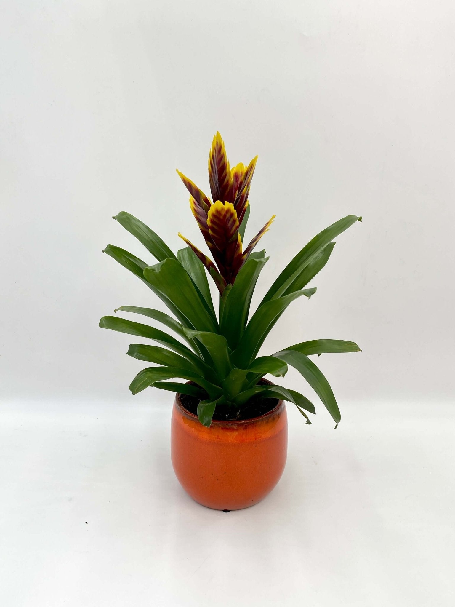  Bromeliad Plant - Vriesea Intenso Purple Flame - Flowering Houseplant