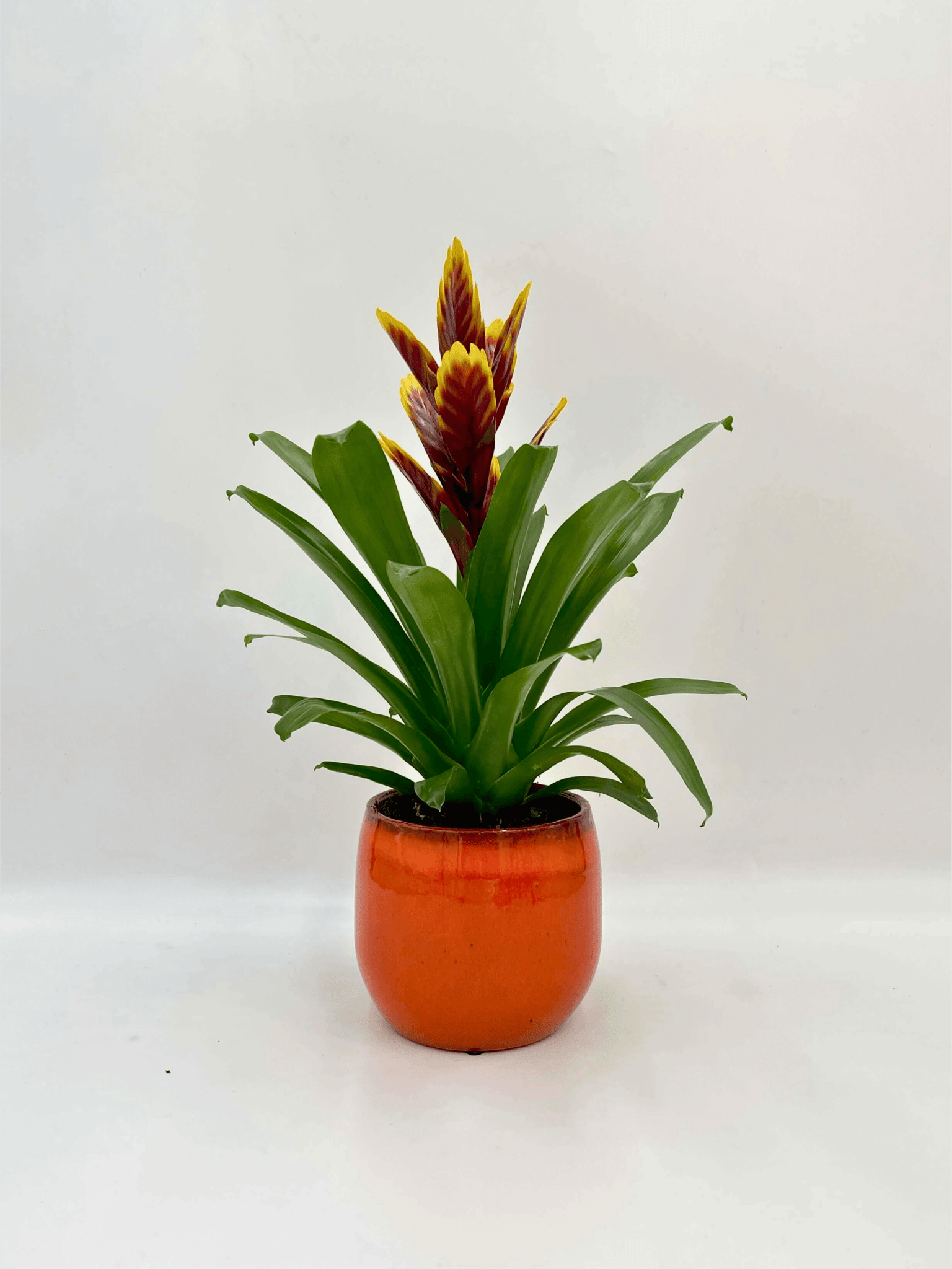  Bromeliad Plant - Vriesea Intenso Purple Flame - Flowering Houseplant