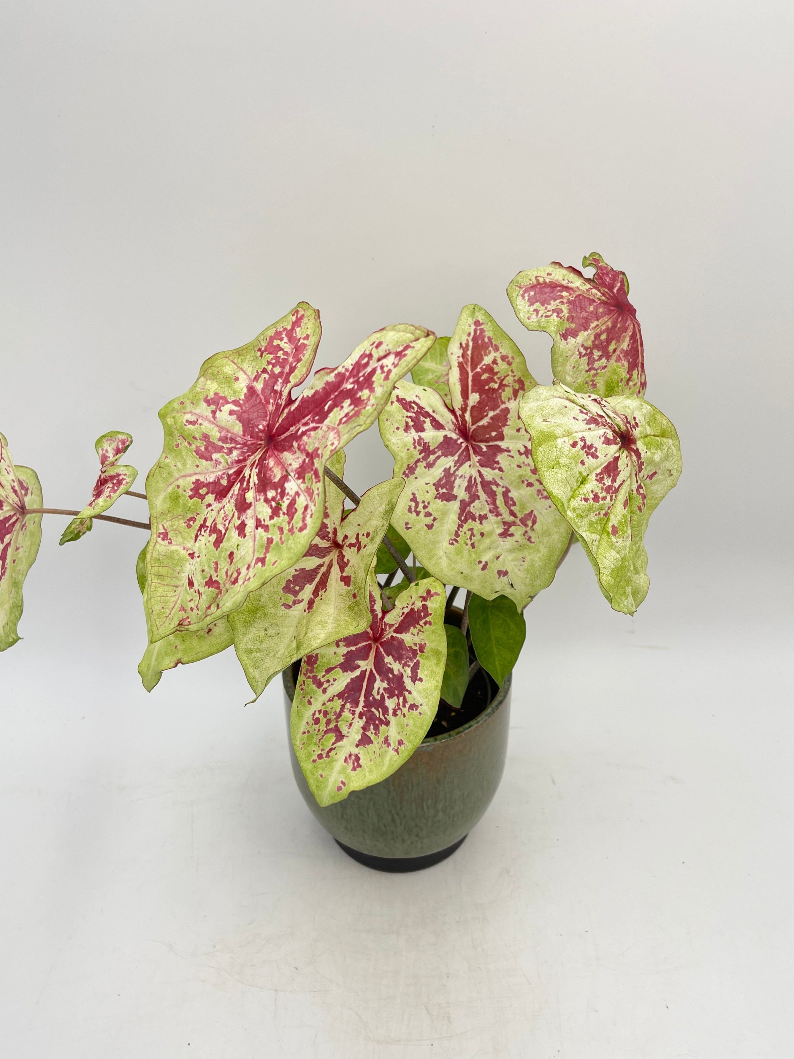 Caladium Raspberry Moon, Angel Wings