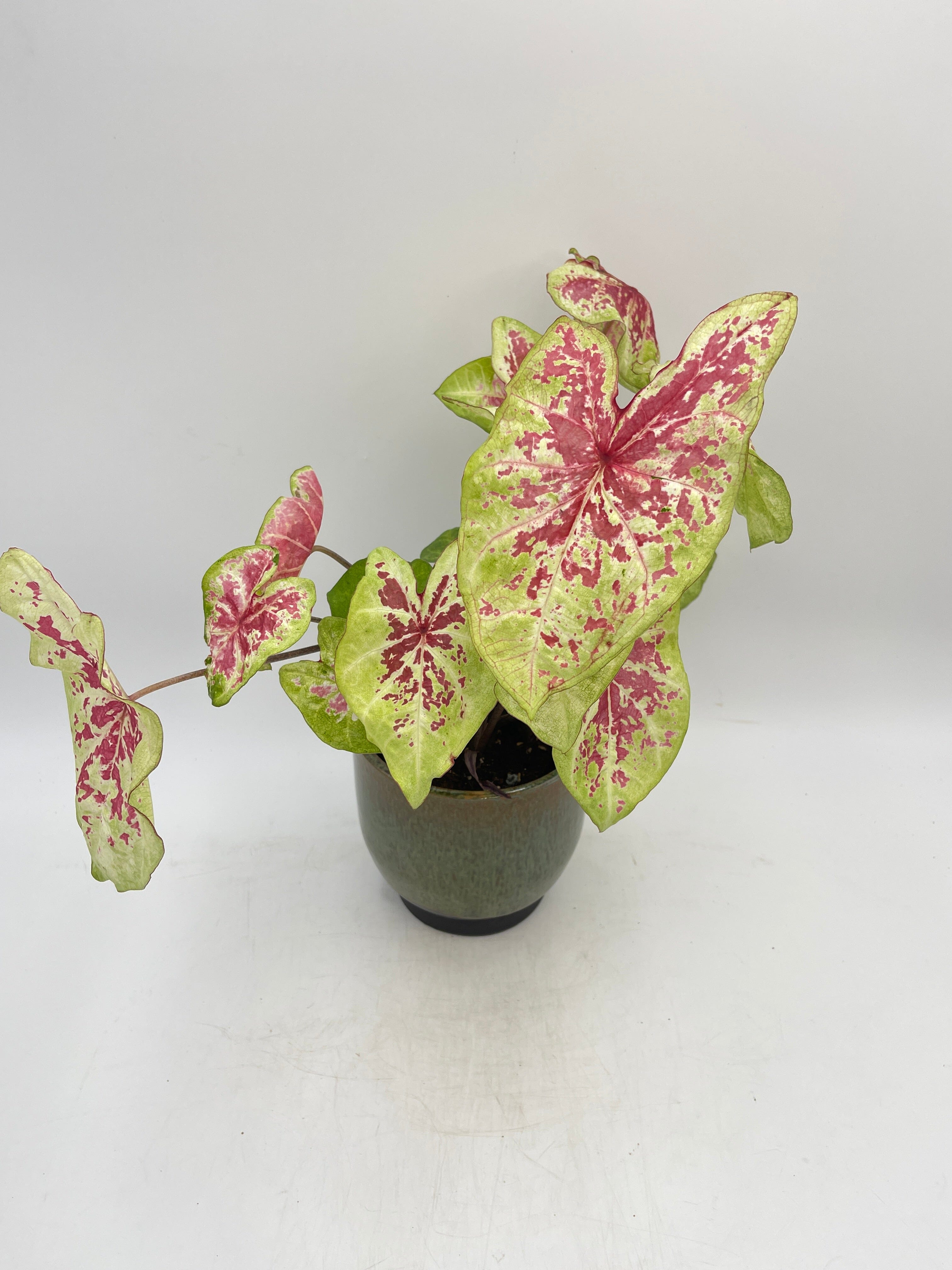 Caladium Raspberry Moon, Angel Wings