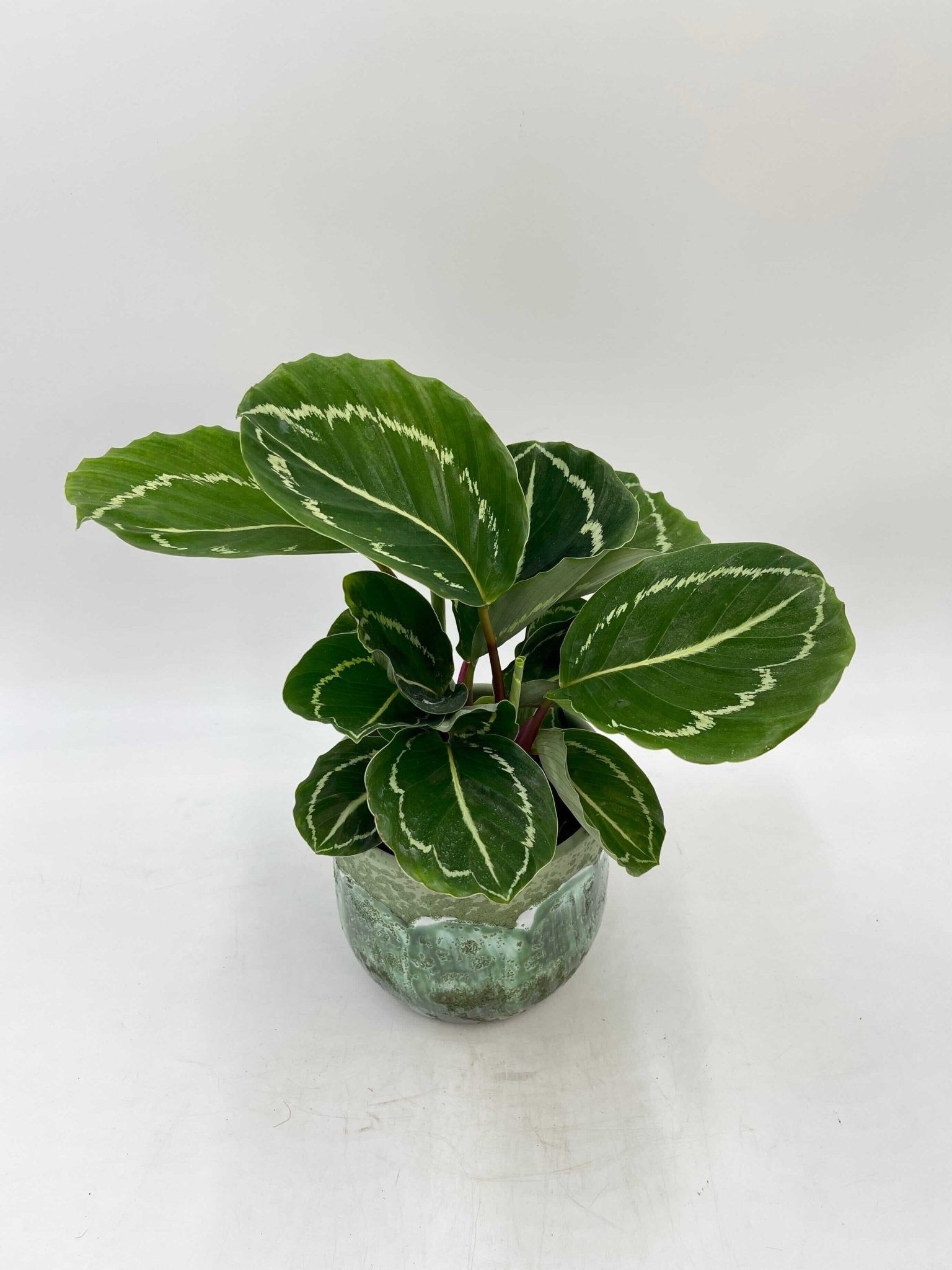 Calathea Apple Bee Plant, Pet Safe Prayer Plant in 12cm Pot, Houseplant