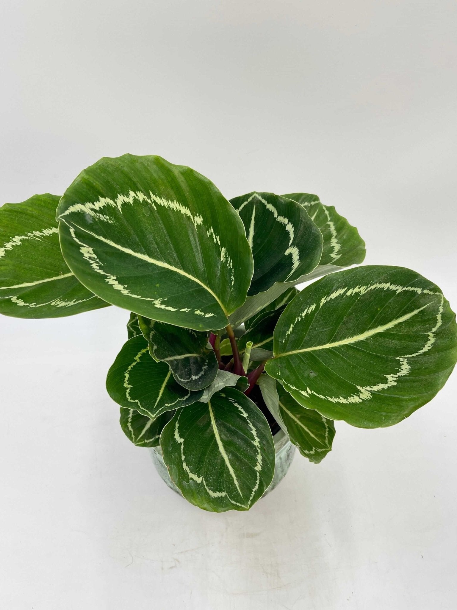 Calathea Apple Bee Plant, Pet Safe Prayer Plant in 12cm Pot, Houseplant