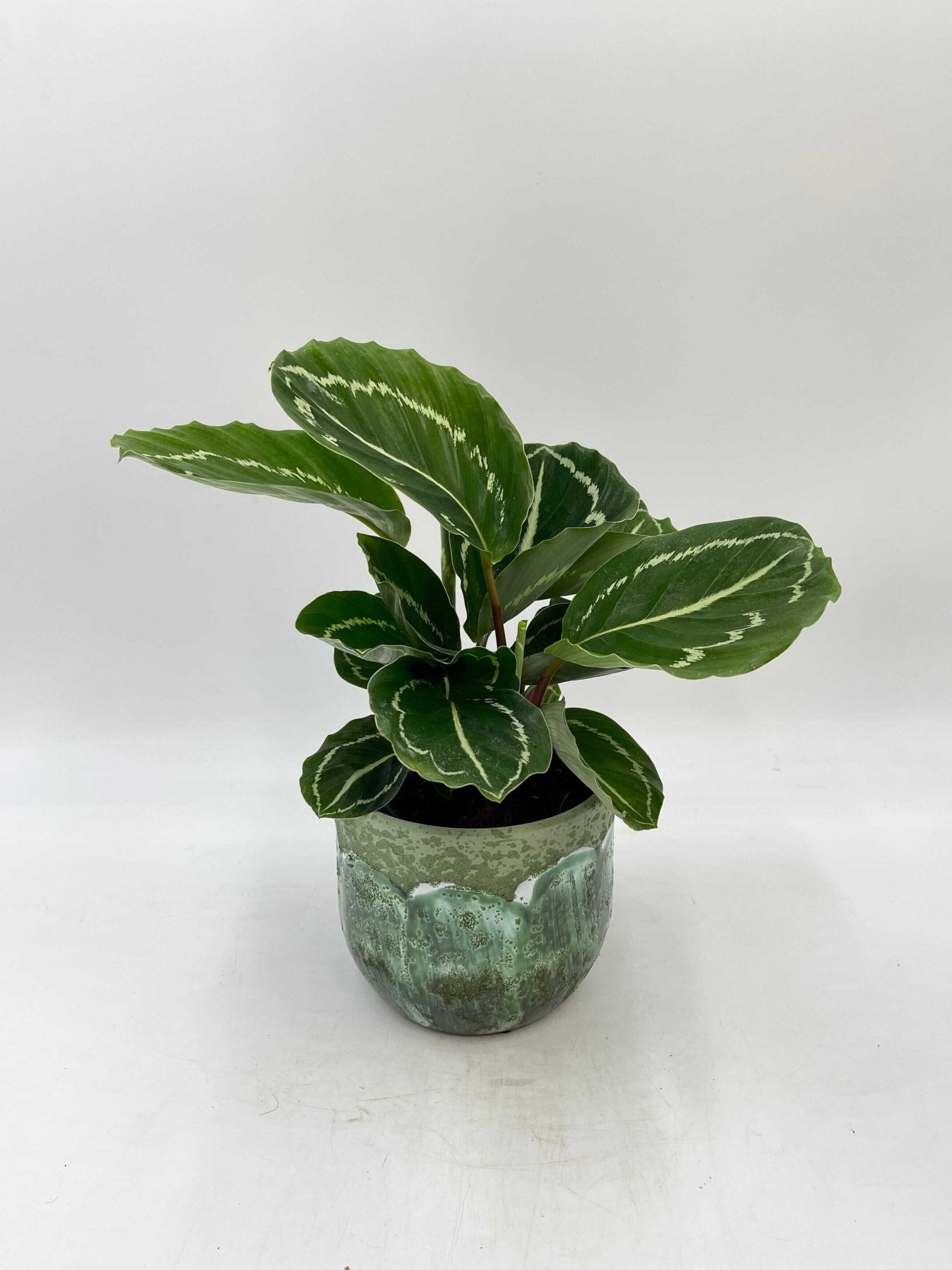 Calathea Apple Bee Plant, Pet Safe Prayer Plant in 12cm Pot, Houseplant