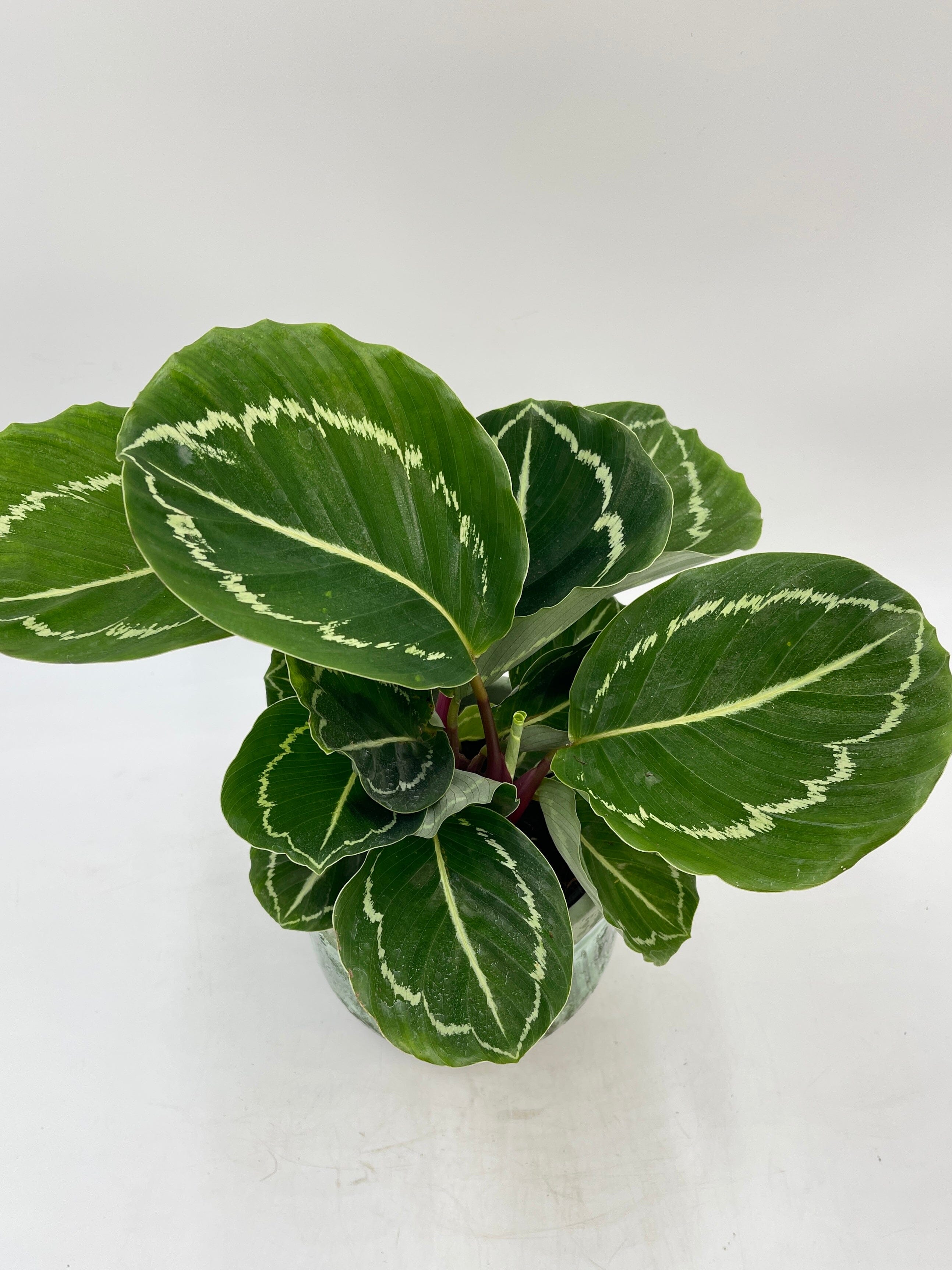 Calathea Apple bee Plant, Prayer Plant