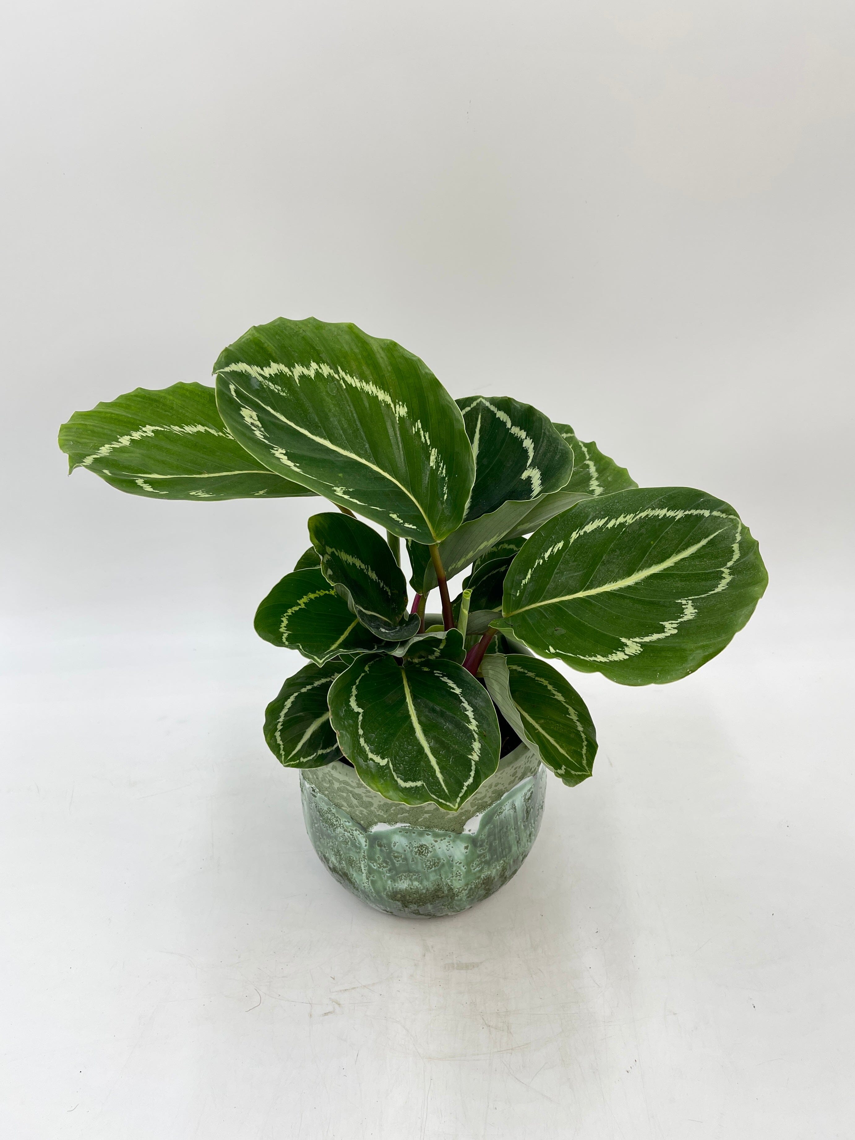 Calathea Apple bee Plant, Prayer Plant