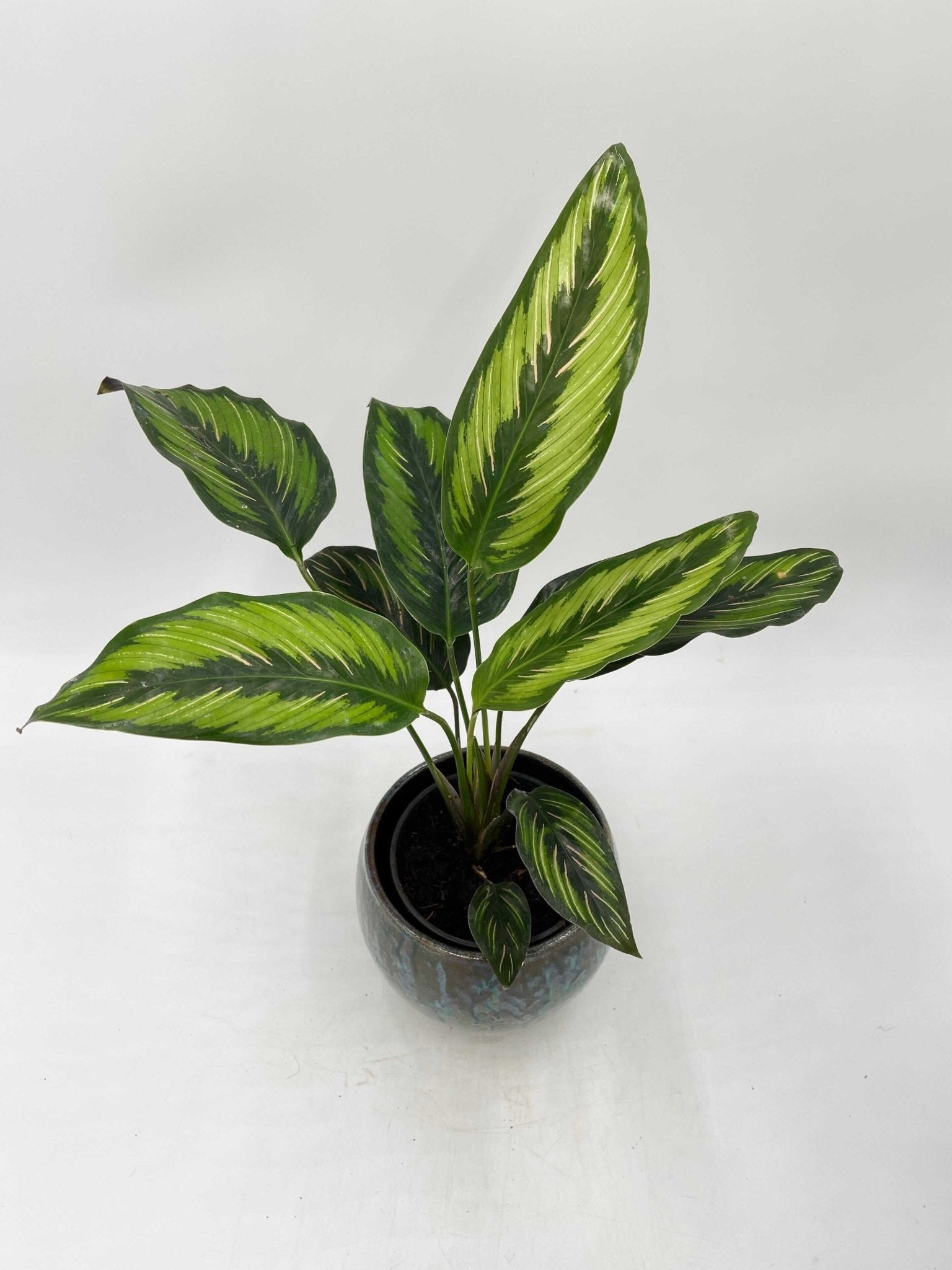 Calathea Beauty Star, Prayer Plant, Pet Safe Houseplant