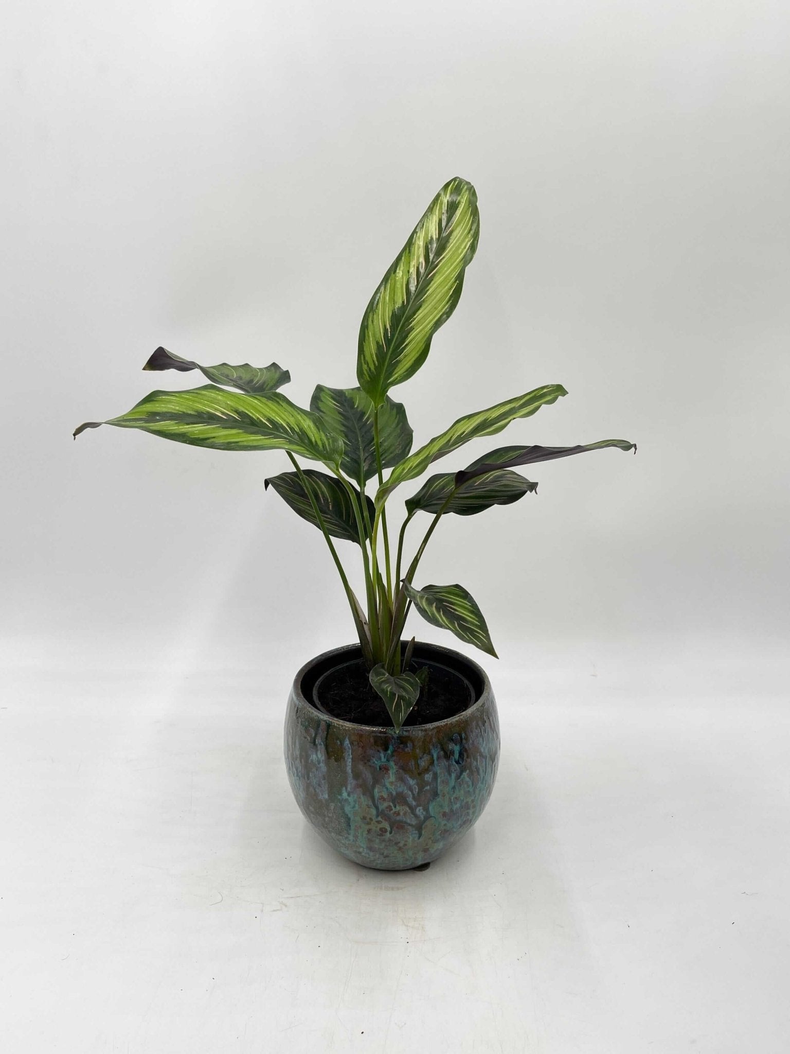 Calathea Beauty Star, Prayer Plant, Pet Safe Houseplant