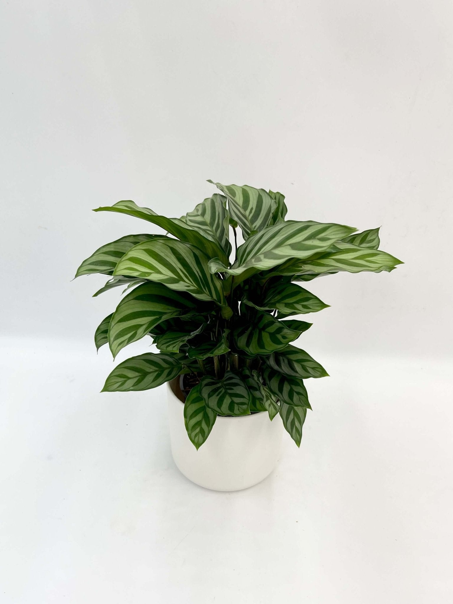 Calathea Freddie Prayer Plant, Marantaceae, Pet-Friendly Houseplant