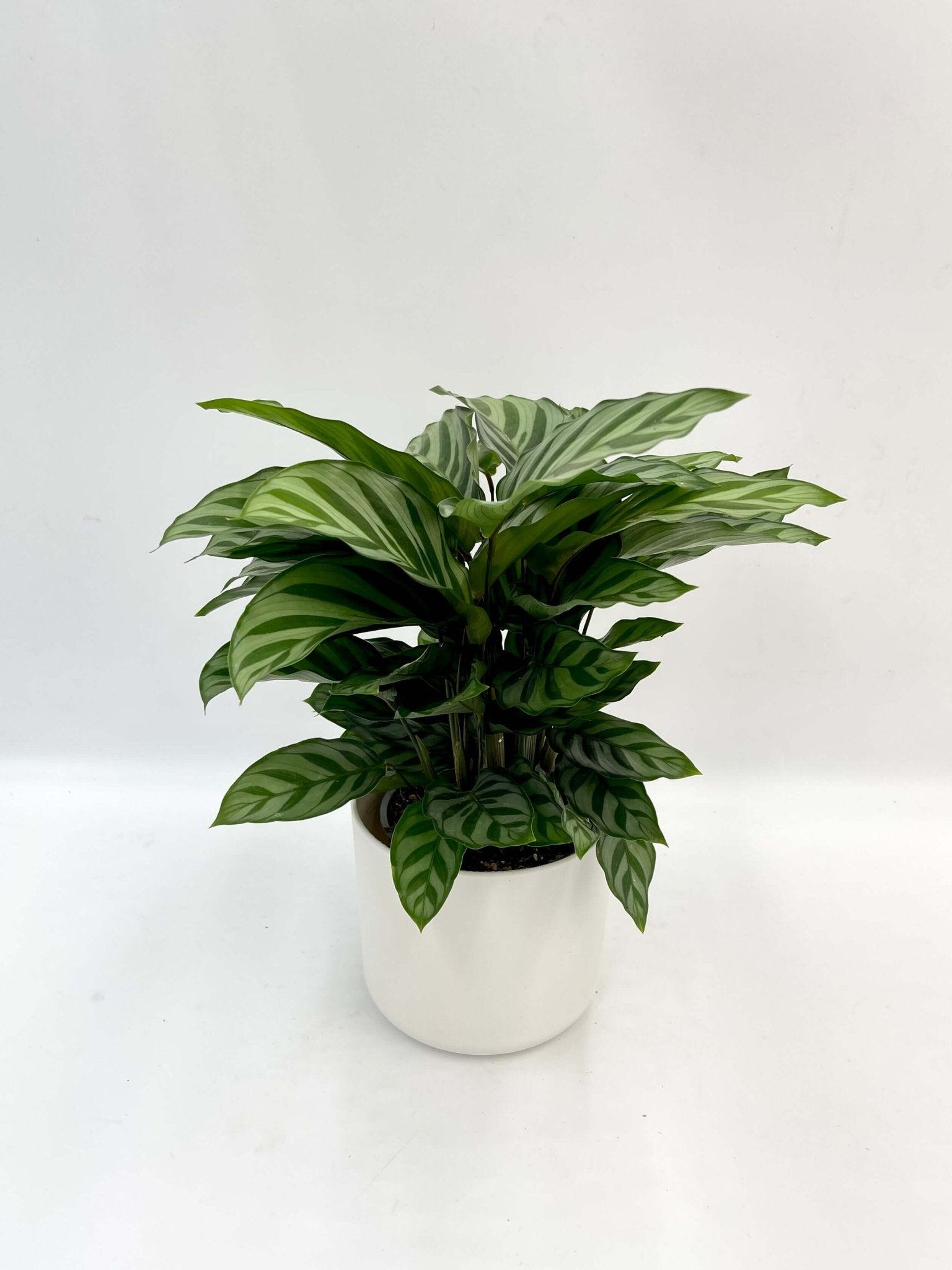 Calathea Freddie Prayer Plant, Marantaceae, Pet-Friendly Houseplant