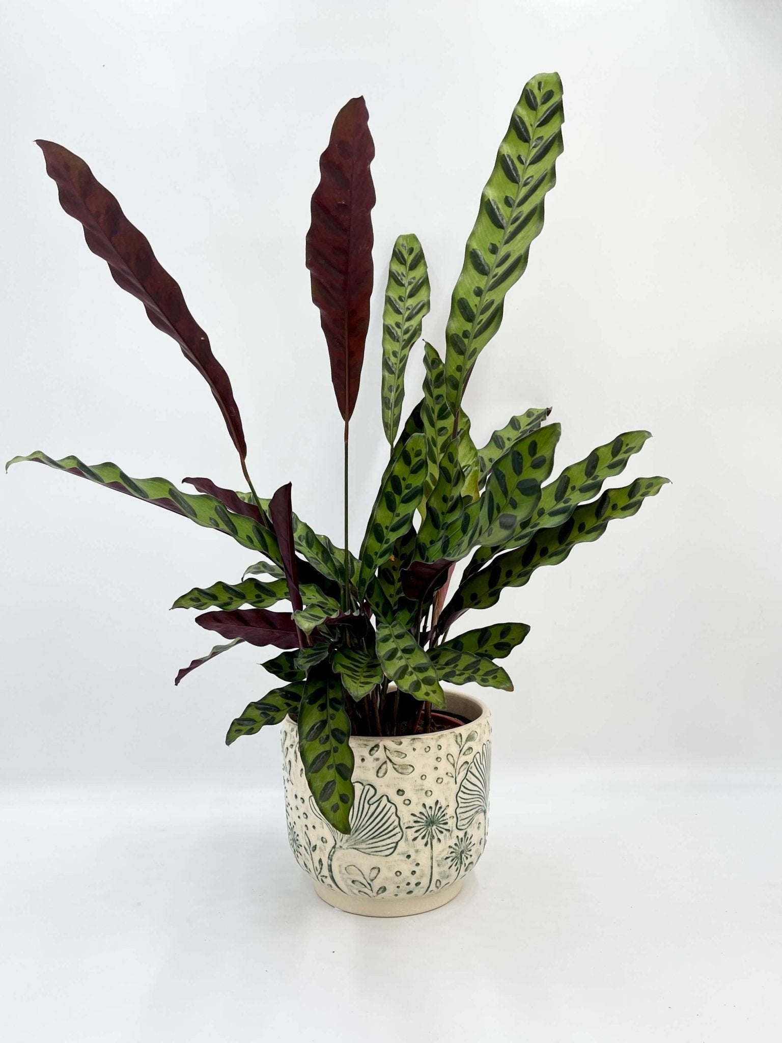 Calathea Lancifolia - Rattlesnake Plant - Pet Safe Houseplant