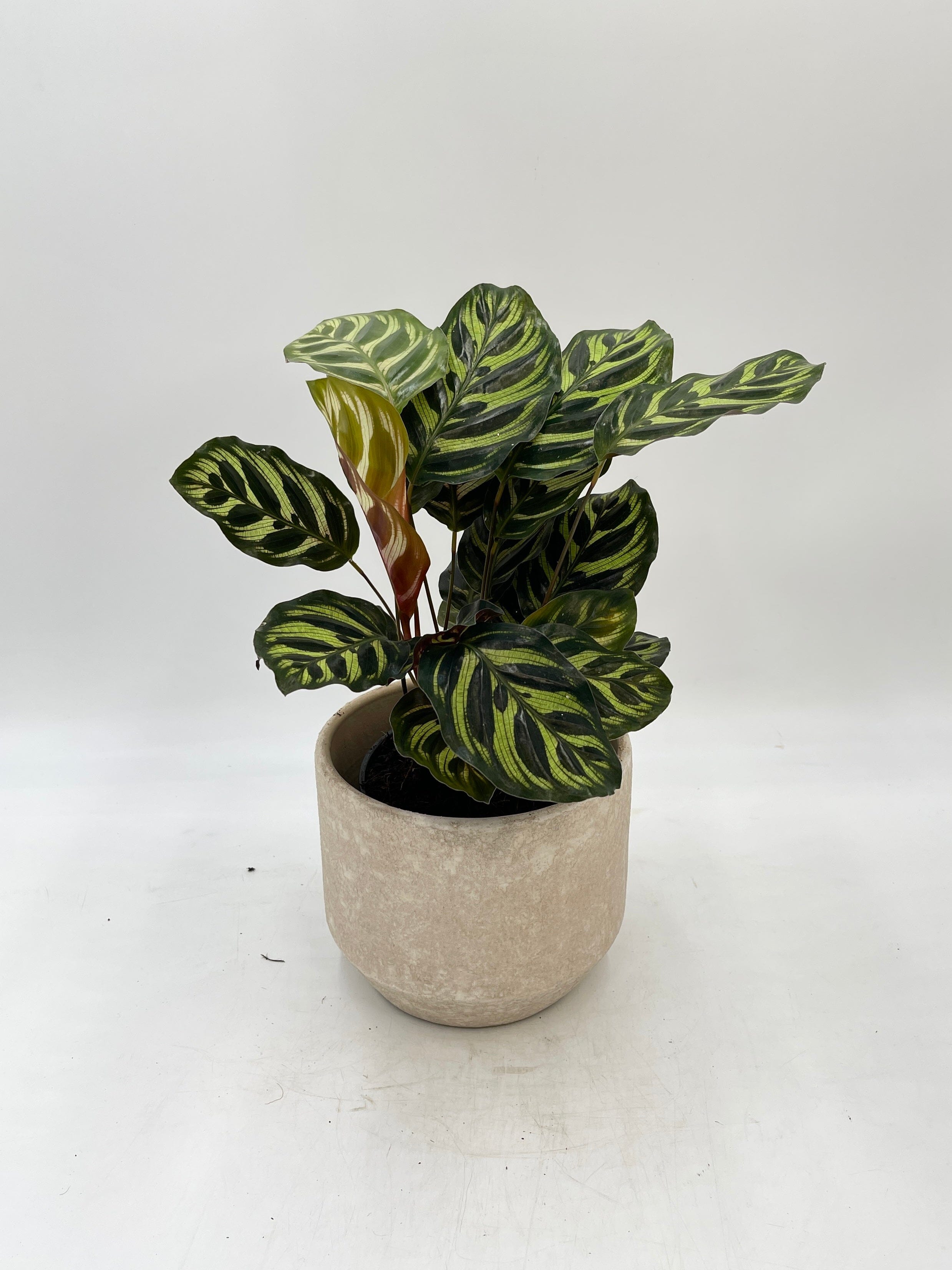 Calathea Makoyana