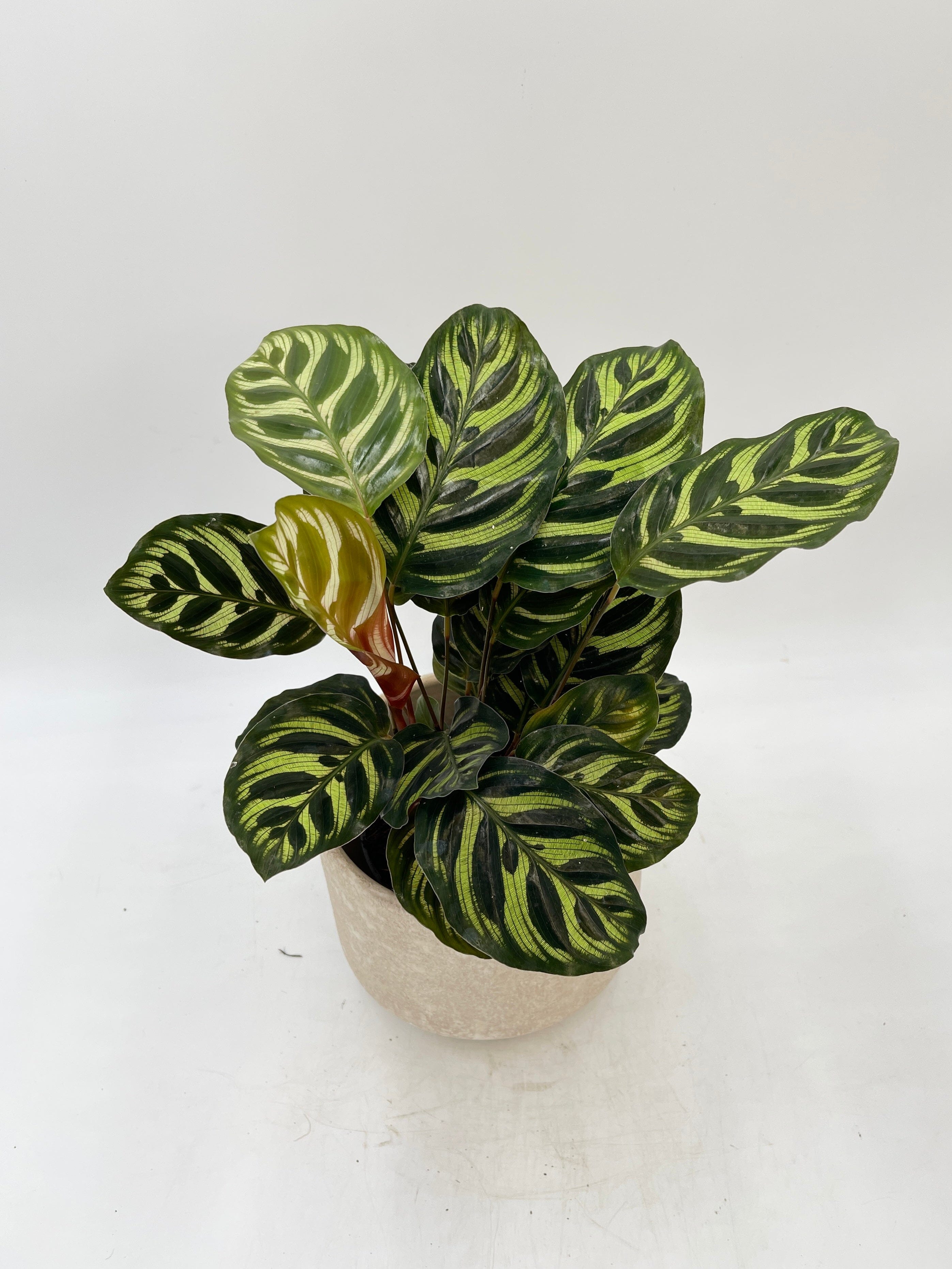 Calathea Makoyana