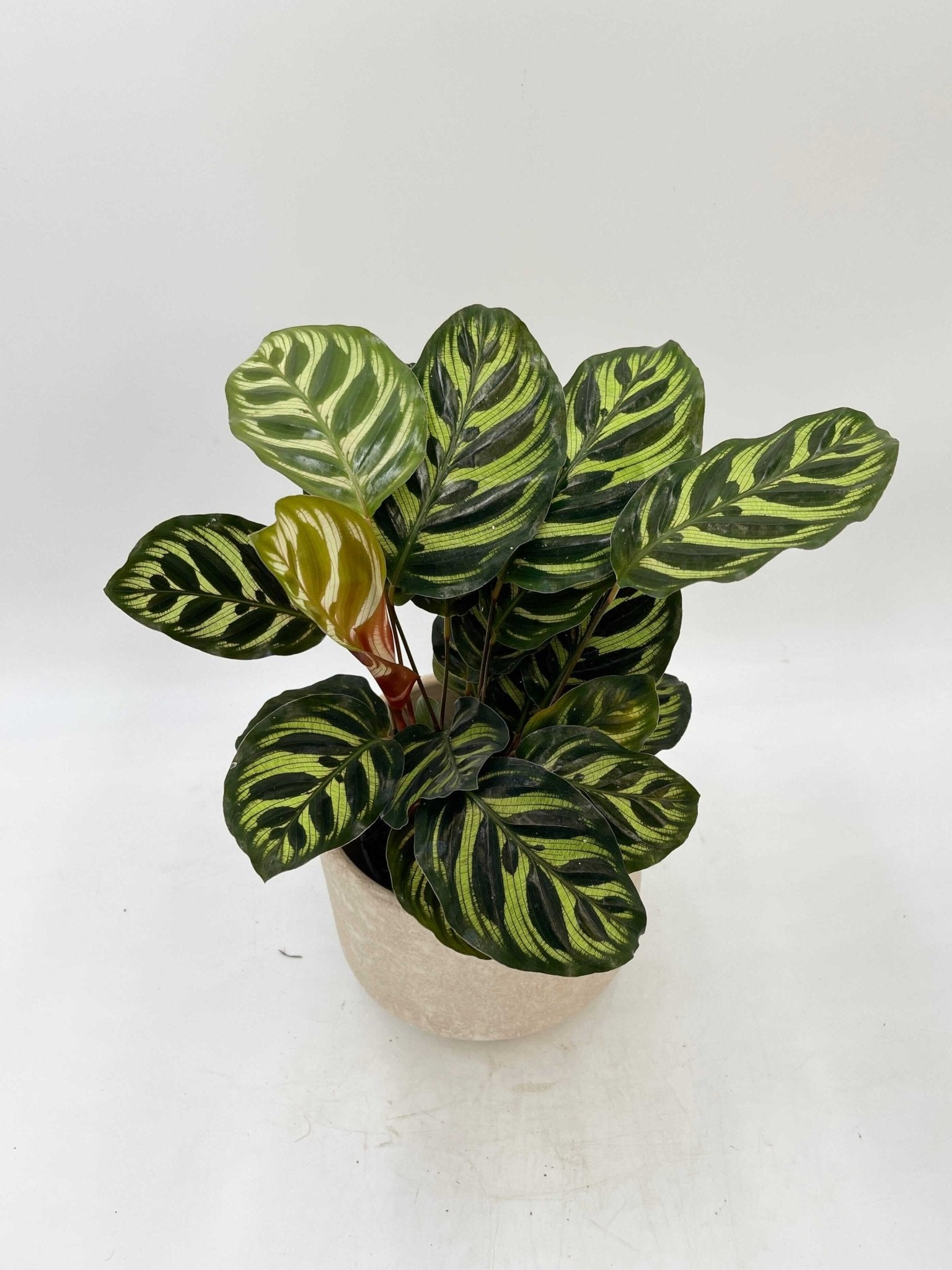 Calathea Makoyana, Prayer Plant, 12cm pot, Pet Safe Houseplant