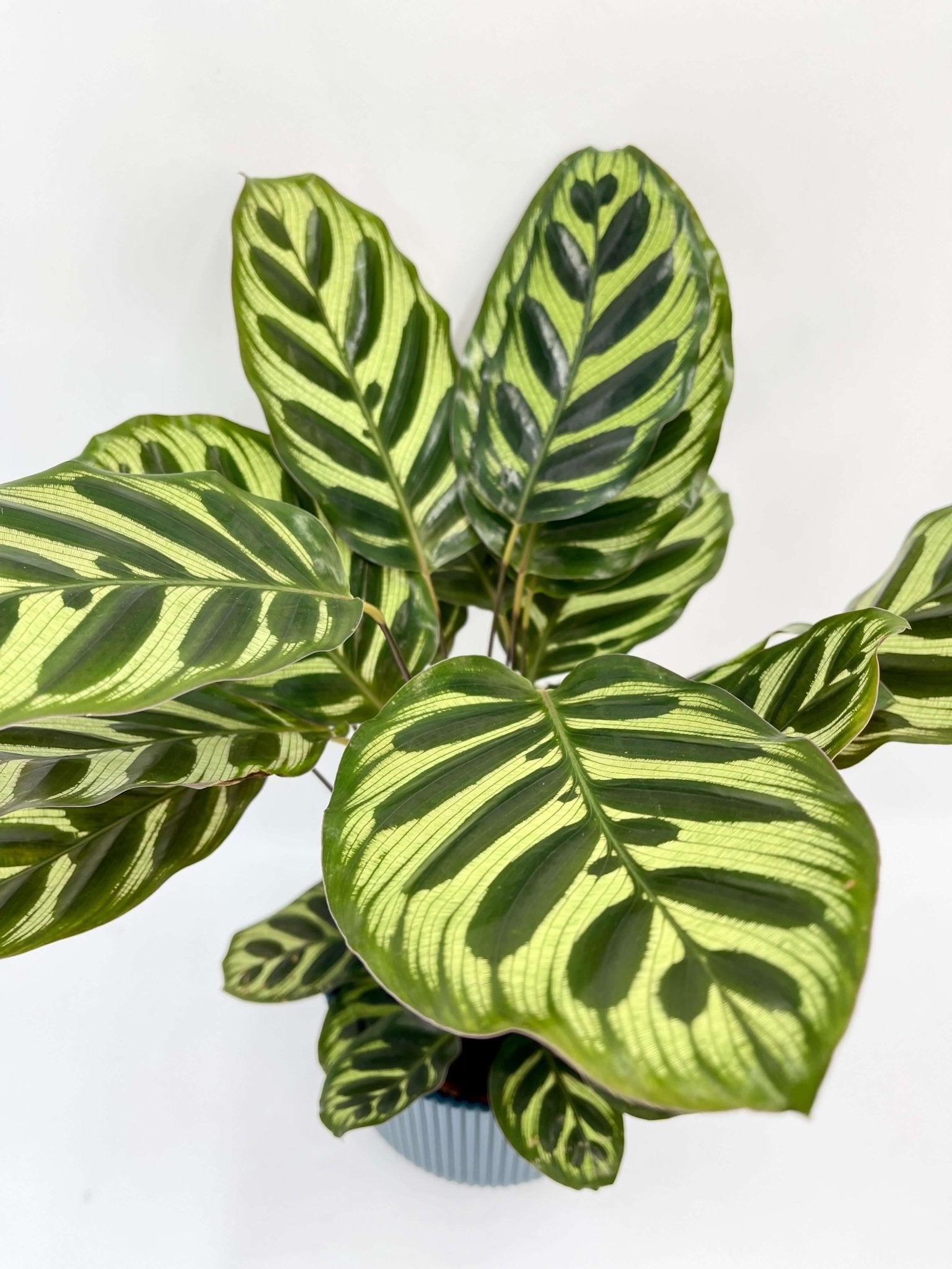 Calathea Makoyana, Prayer Plant, 12cm pot, Pet Safe Houseplant