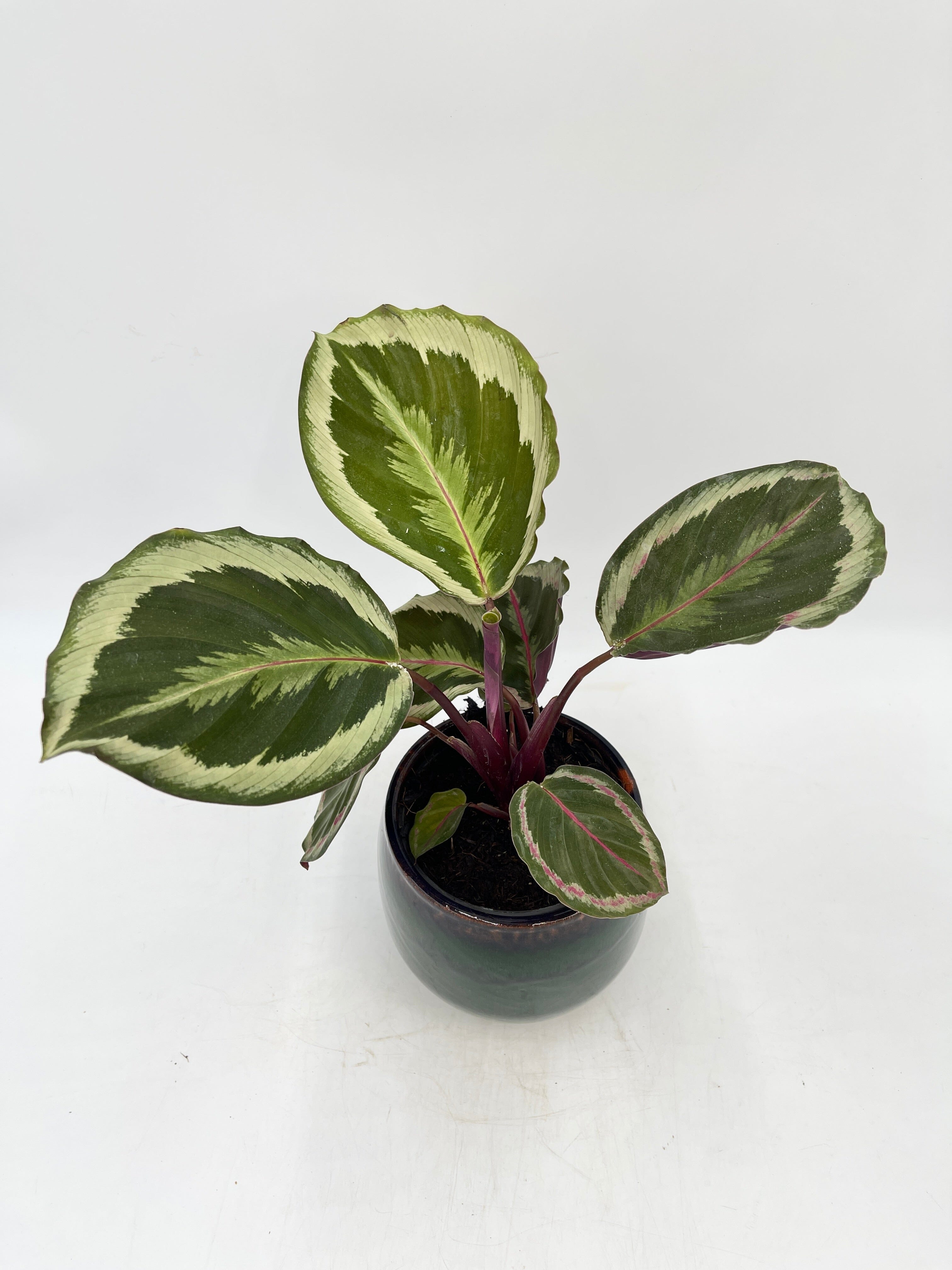 Calathea Marion, Calathea Roseopicta Marion