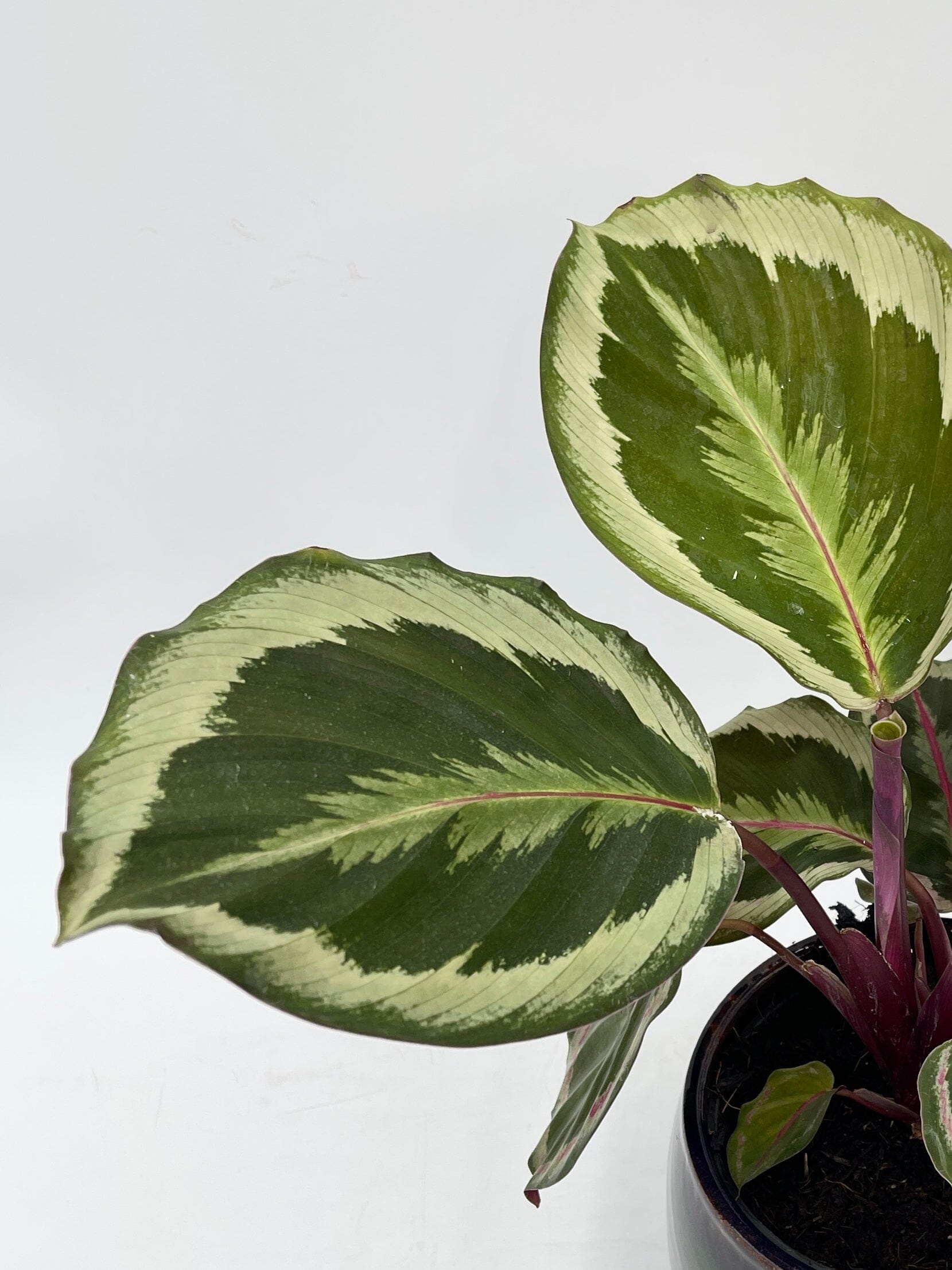 Calathea Marion, Calathea Roseopicta Marion