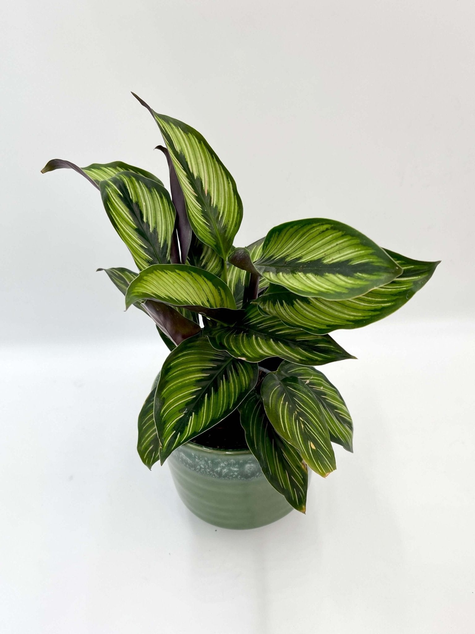 Calathea ornata Beauty Star - Pet Safe Houseplants